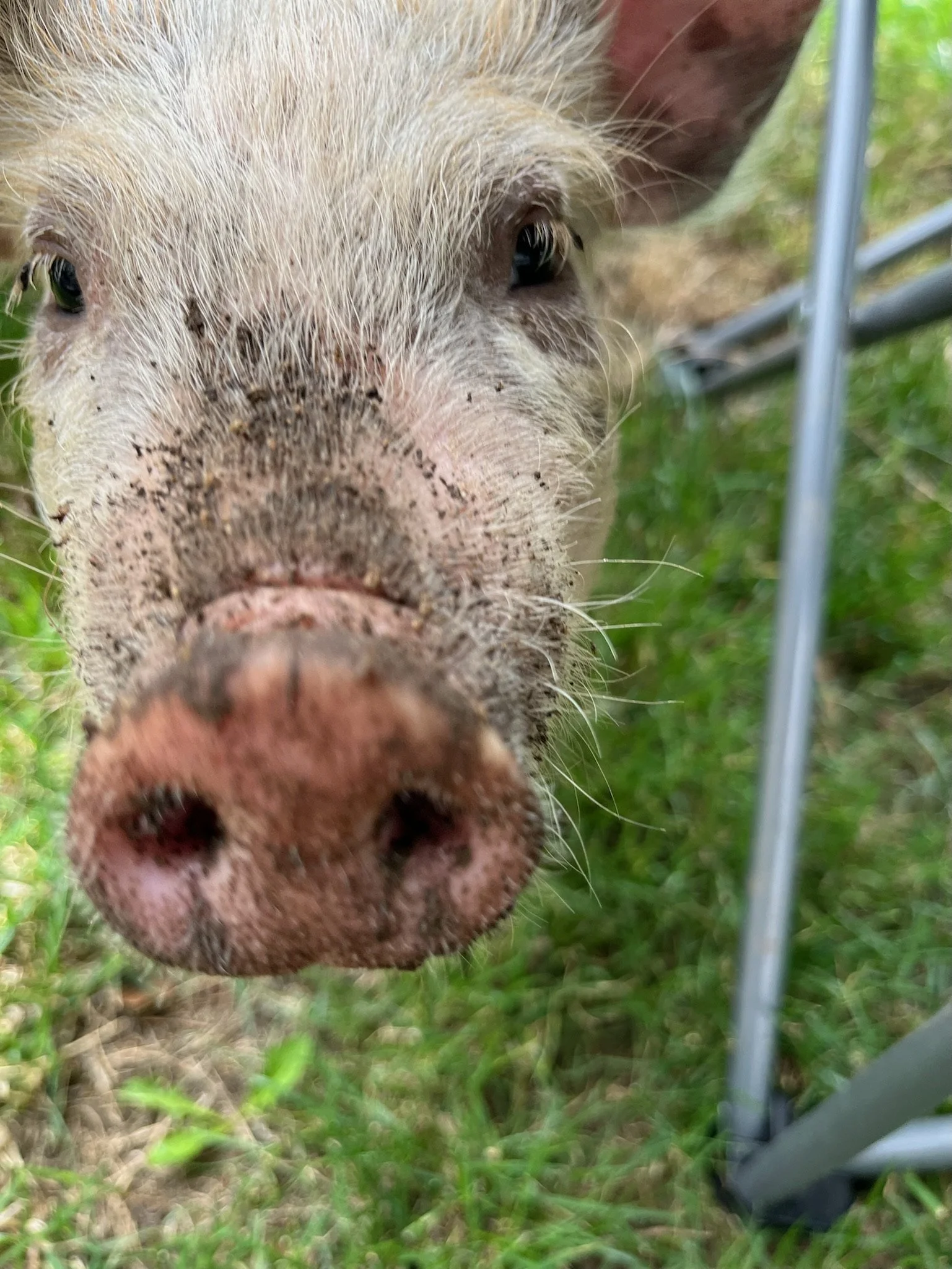 Close-up of a pig's face with dirt on its snout, standing on grass near a metal structure.
