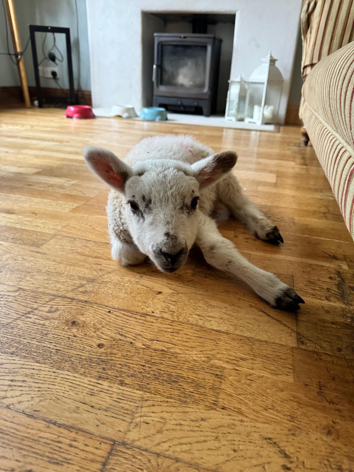 A small, fluffy, white and black speckled lamb laying on a wooden floor inside a living room with a fireplace, colorful bowls, a white lantern, and a patterned sofa.