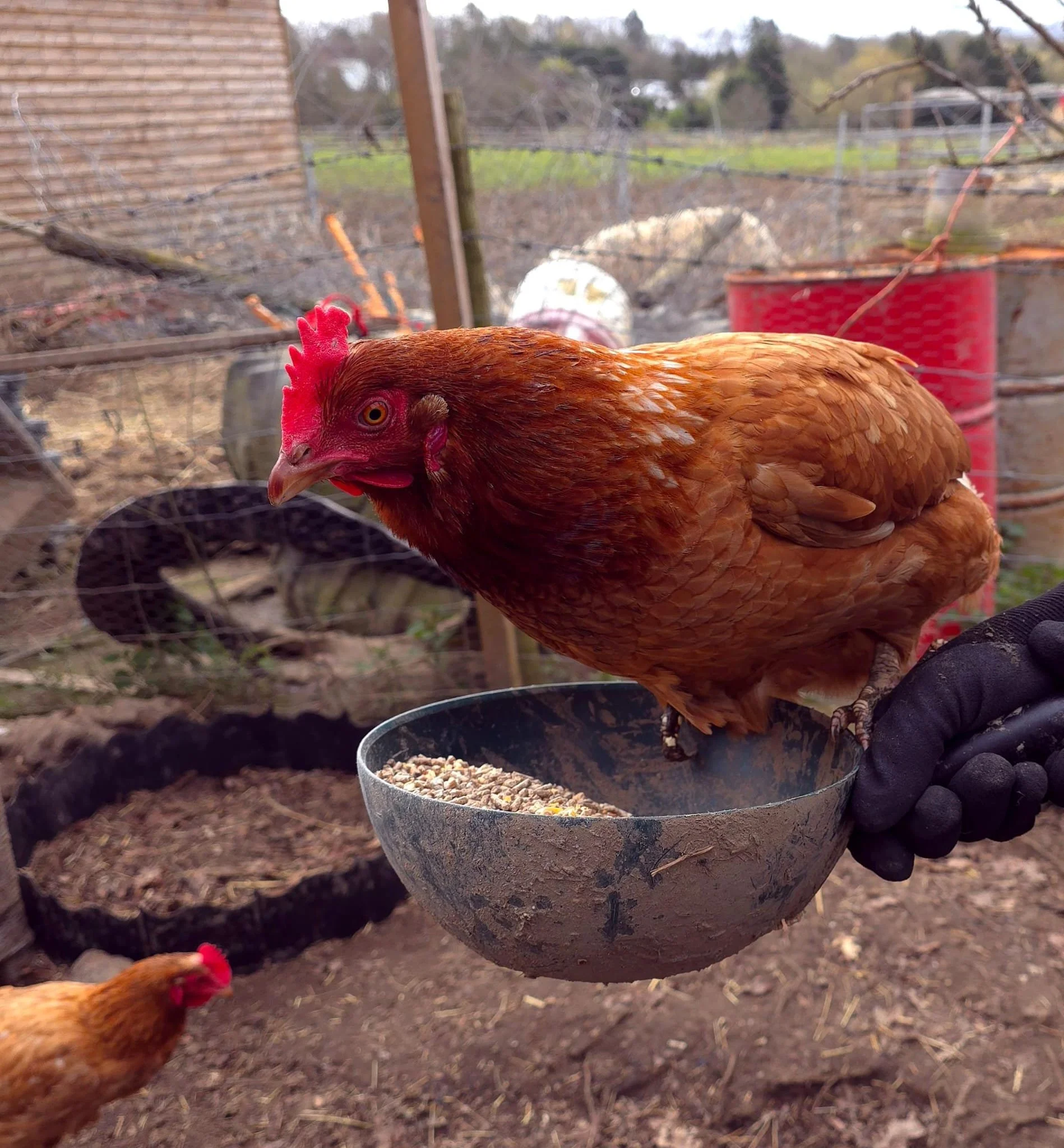 A brown chicken with a red comb sits atop a feeding bowl with bird seed in. 