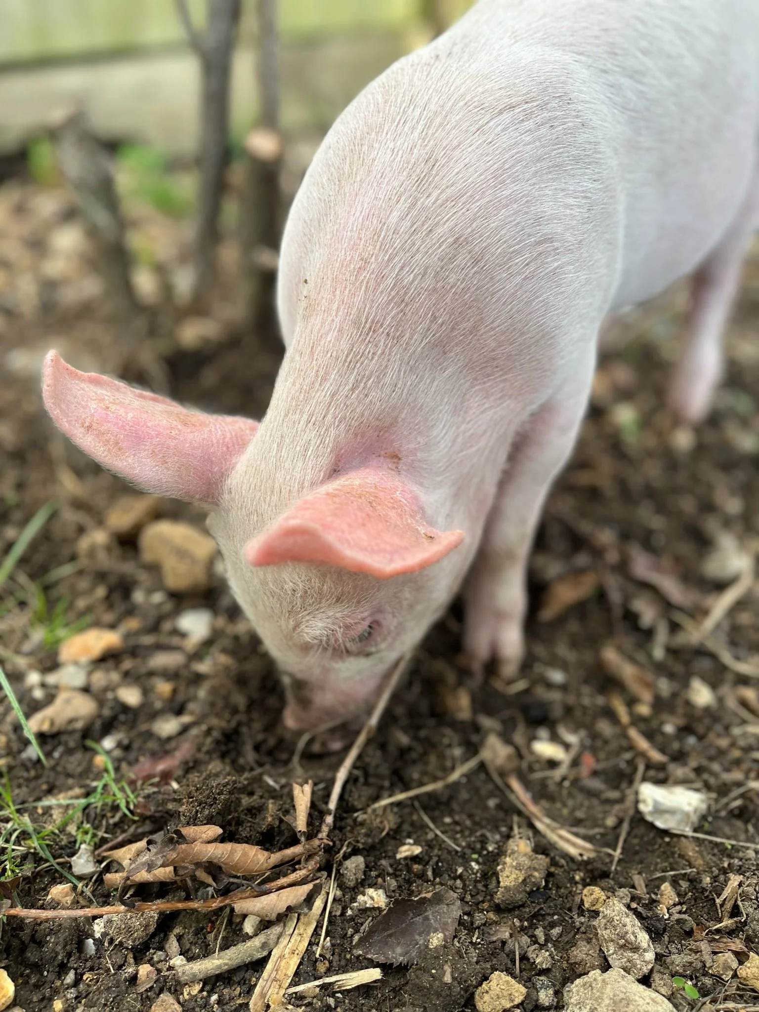 Young pig foraging in dirt