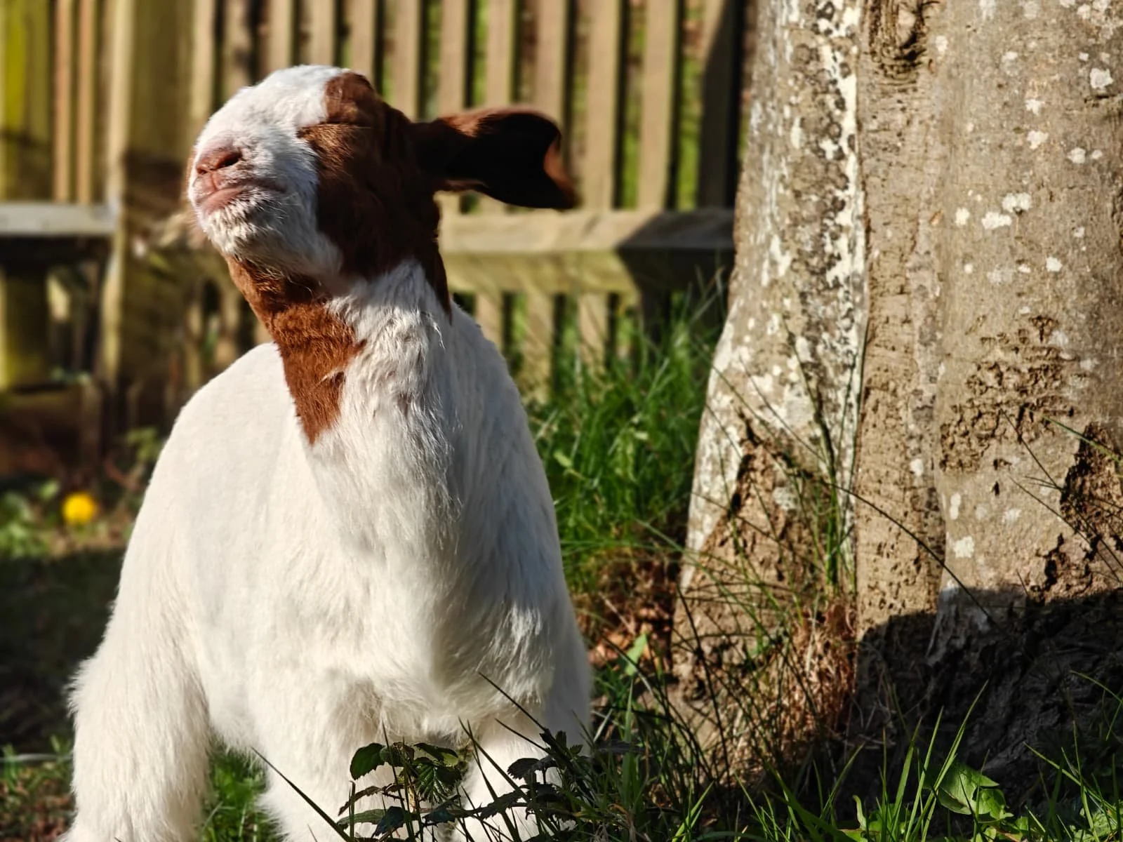 A young goat with white and brown fur standing outdoors near a tree, with a wooden fence in the background, in sunlight.