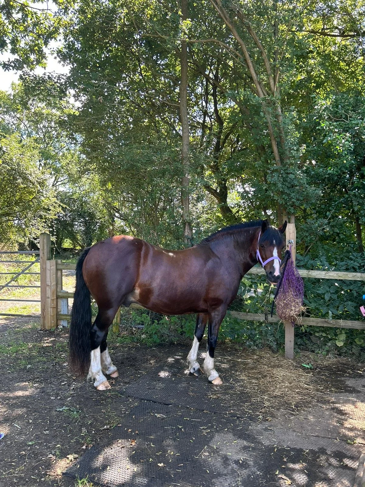 A brown horse with a white blaze and socks is standing near a wooden fence with a purple halter and a hay net. The background is a lush green forest.