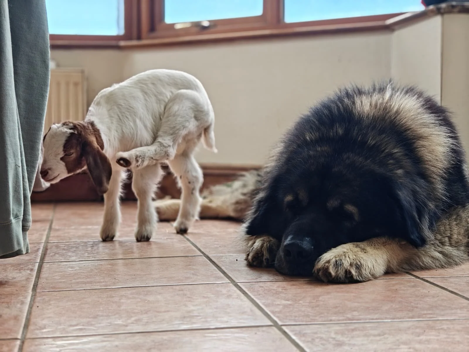 A goat standing on tile floor near a dog lying down and sleeping.