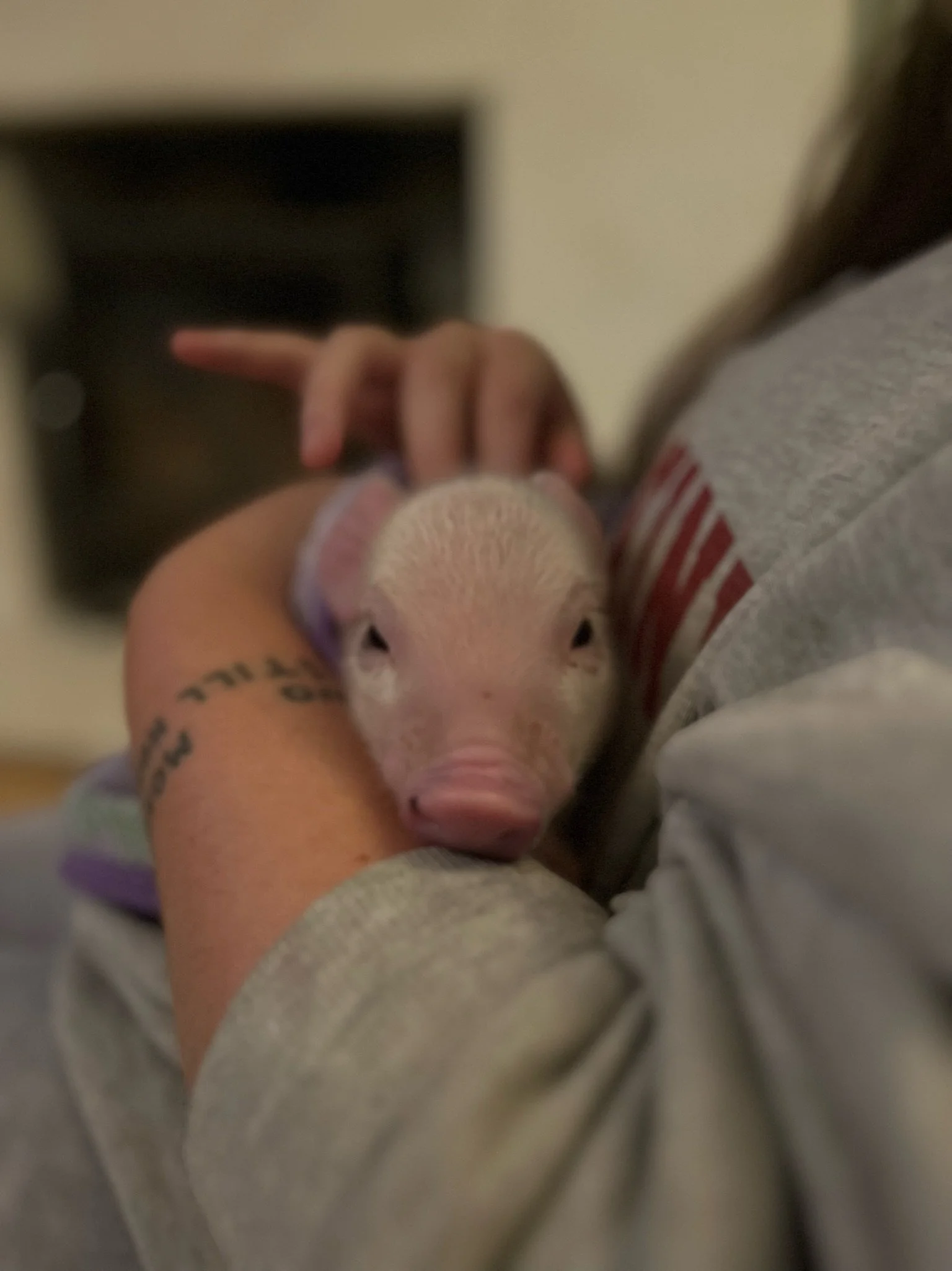 Baby piglet being held by a person
