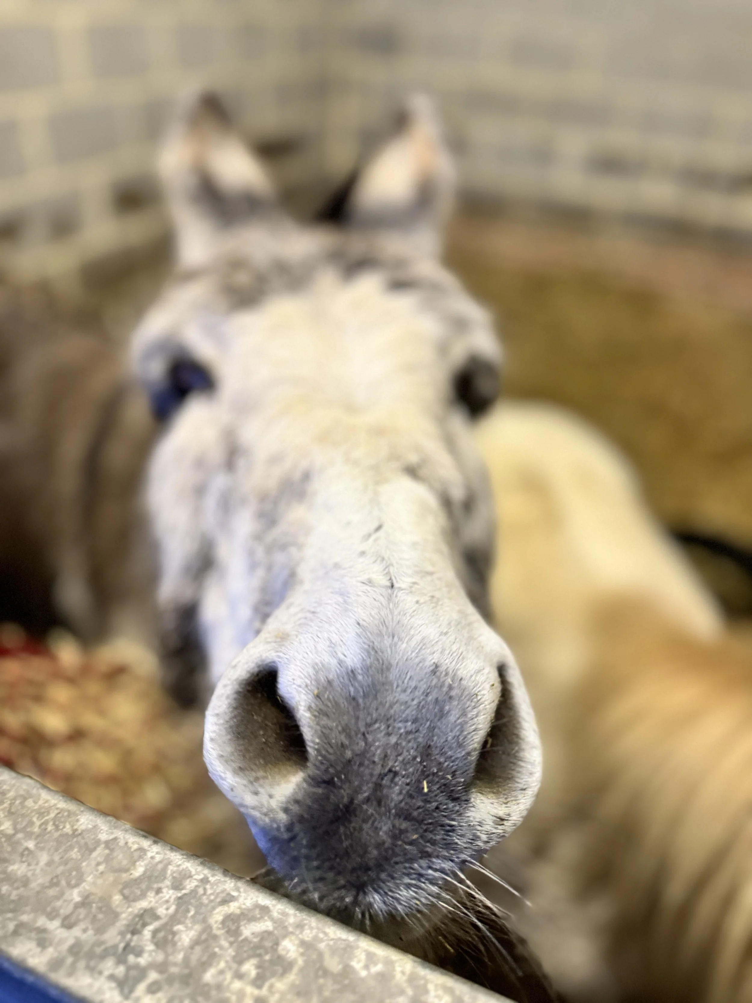 Close-up of a gray donkey's face looking into the camera.