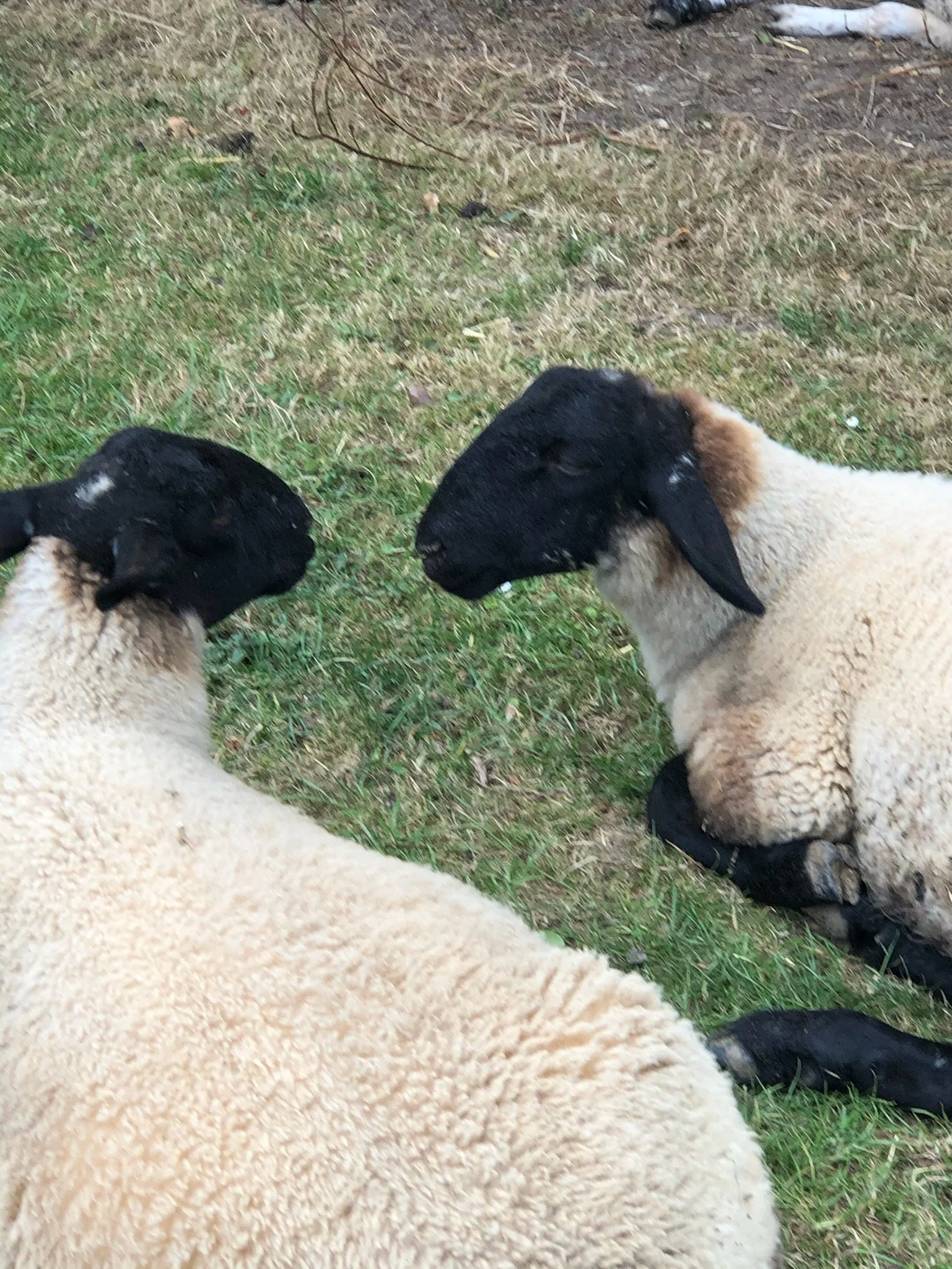 Two sheep resting on grass with black faces and ears.