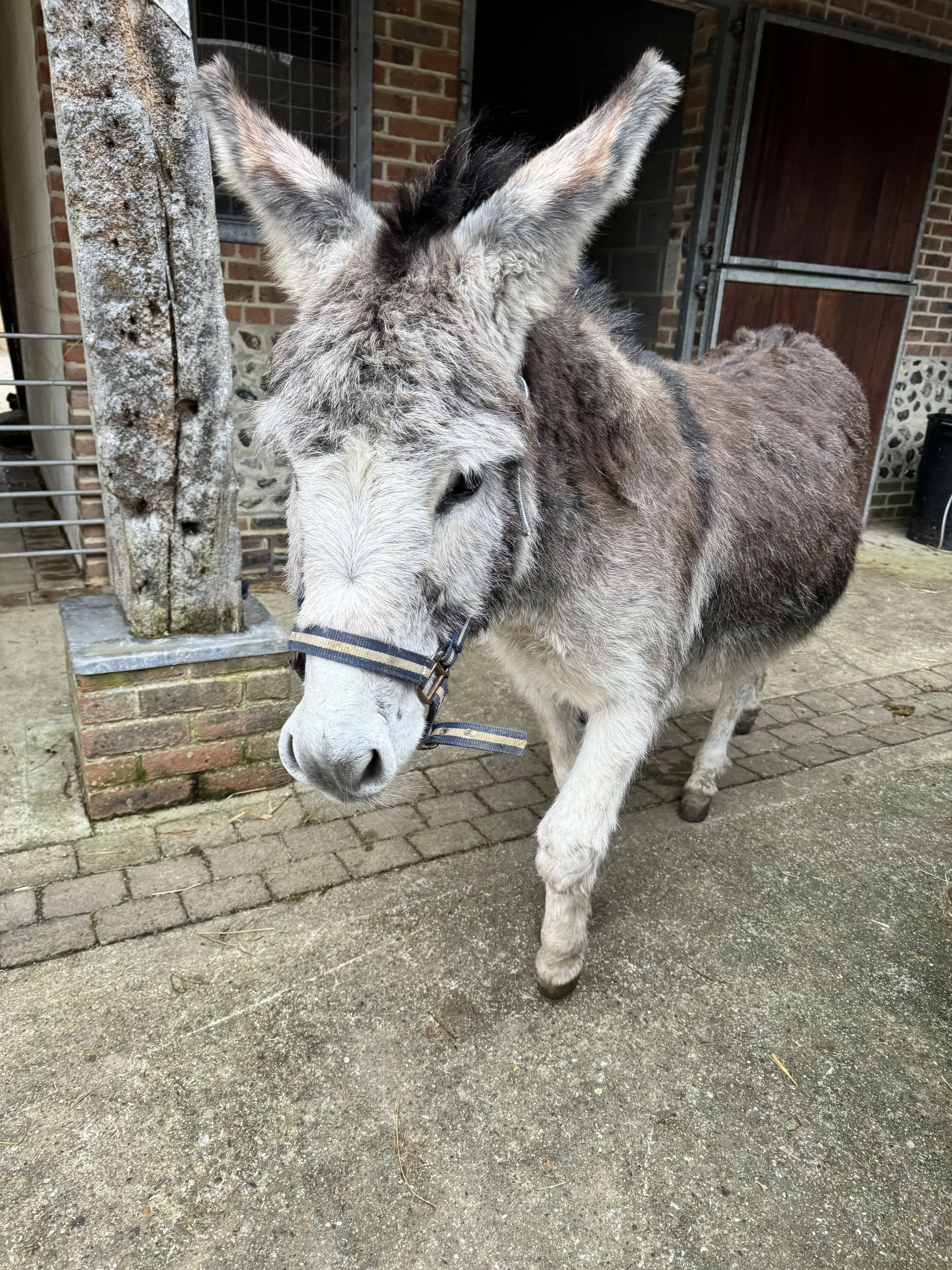 A donkey with a halter walking on a paved area in front of a barn.