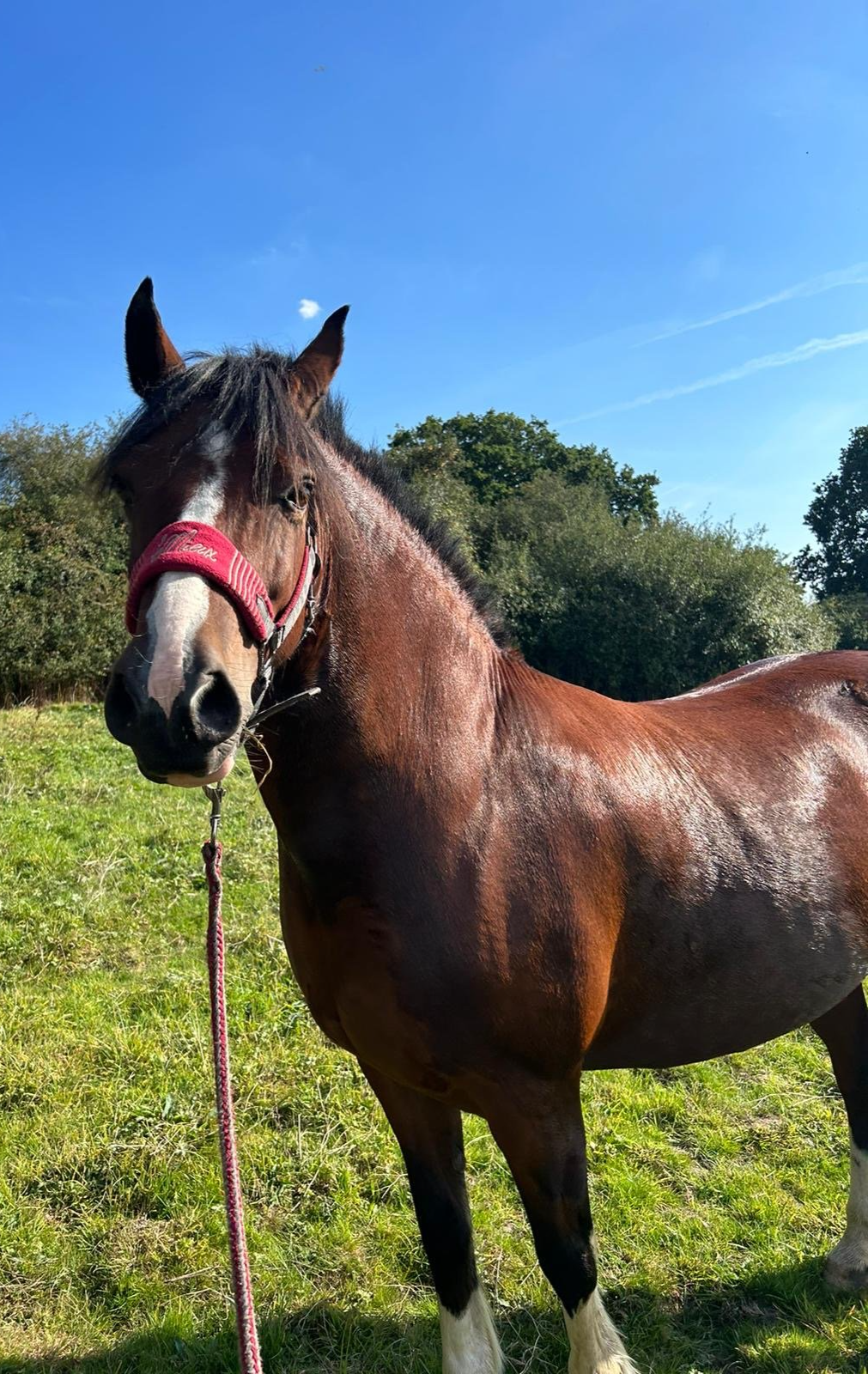 A brown horse with a red halter standing outdoors on green grass, with trees and a blue sky in the background.