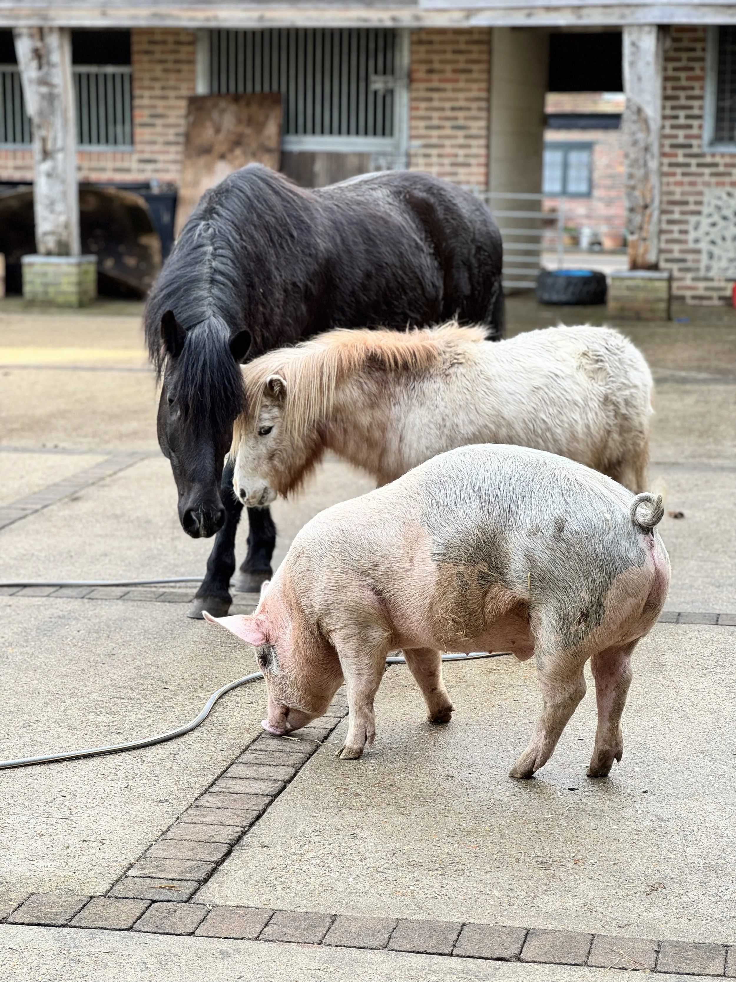 A black horse, a white pony, and a pig standing on a concrete surface outside a stable.