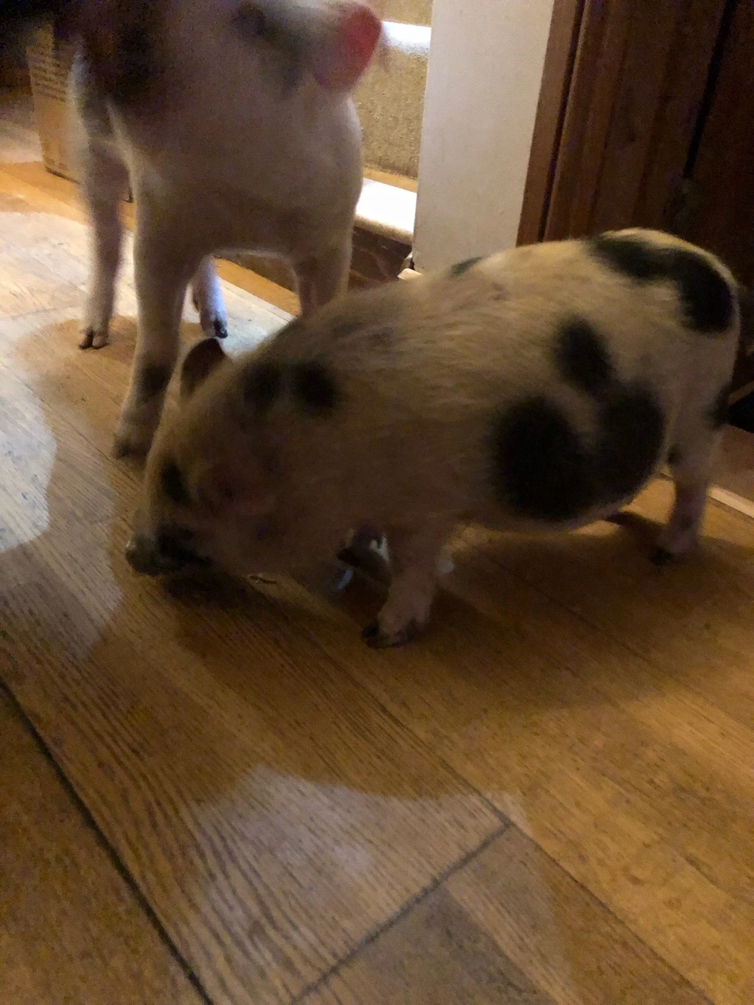 Two small pigs, one with black spots on a light pink body, inside a house on a wooden floor.