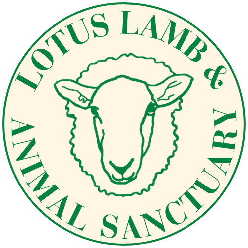 Lotus Lamb &amp; Animal Sanctuary