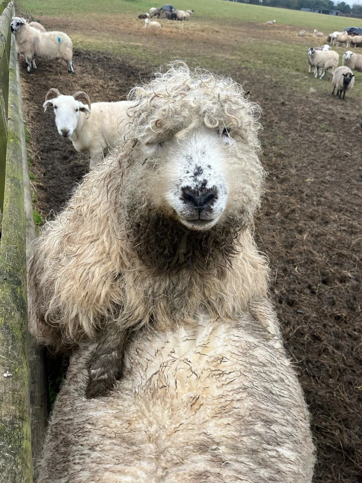 Curly-haired sheep peering over another sheep with other sheep grazing in a muddy field.