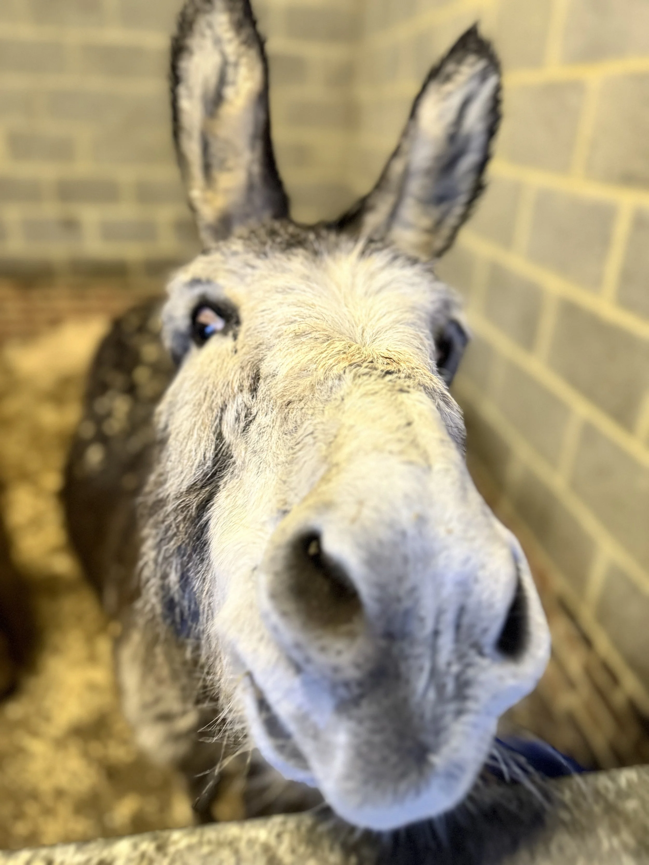Close-up of a gray donkey with large ears, inside a pen with brick walls.