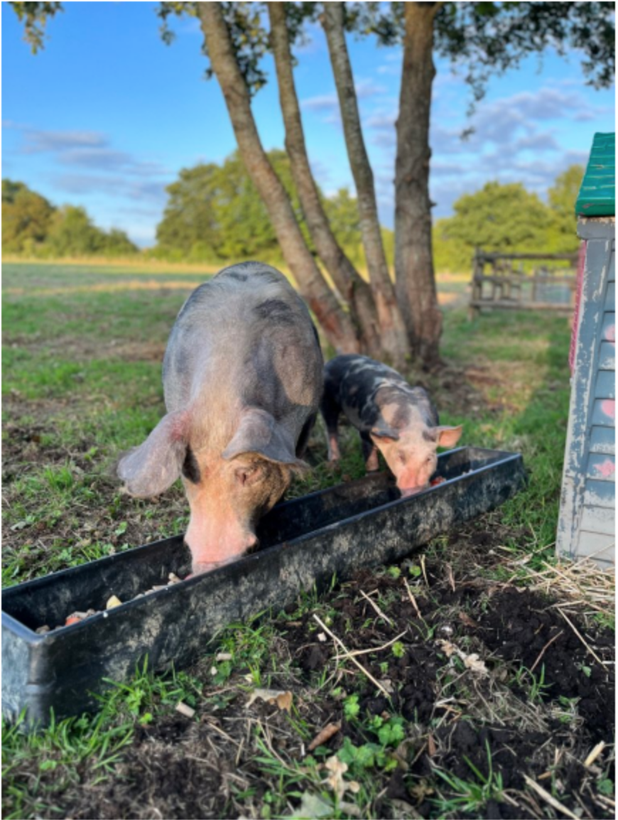Two pigs eating from a trough in a grassy outdoor setting with trees and a small structure nearby.