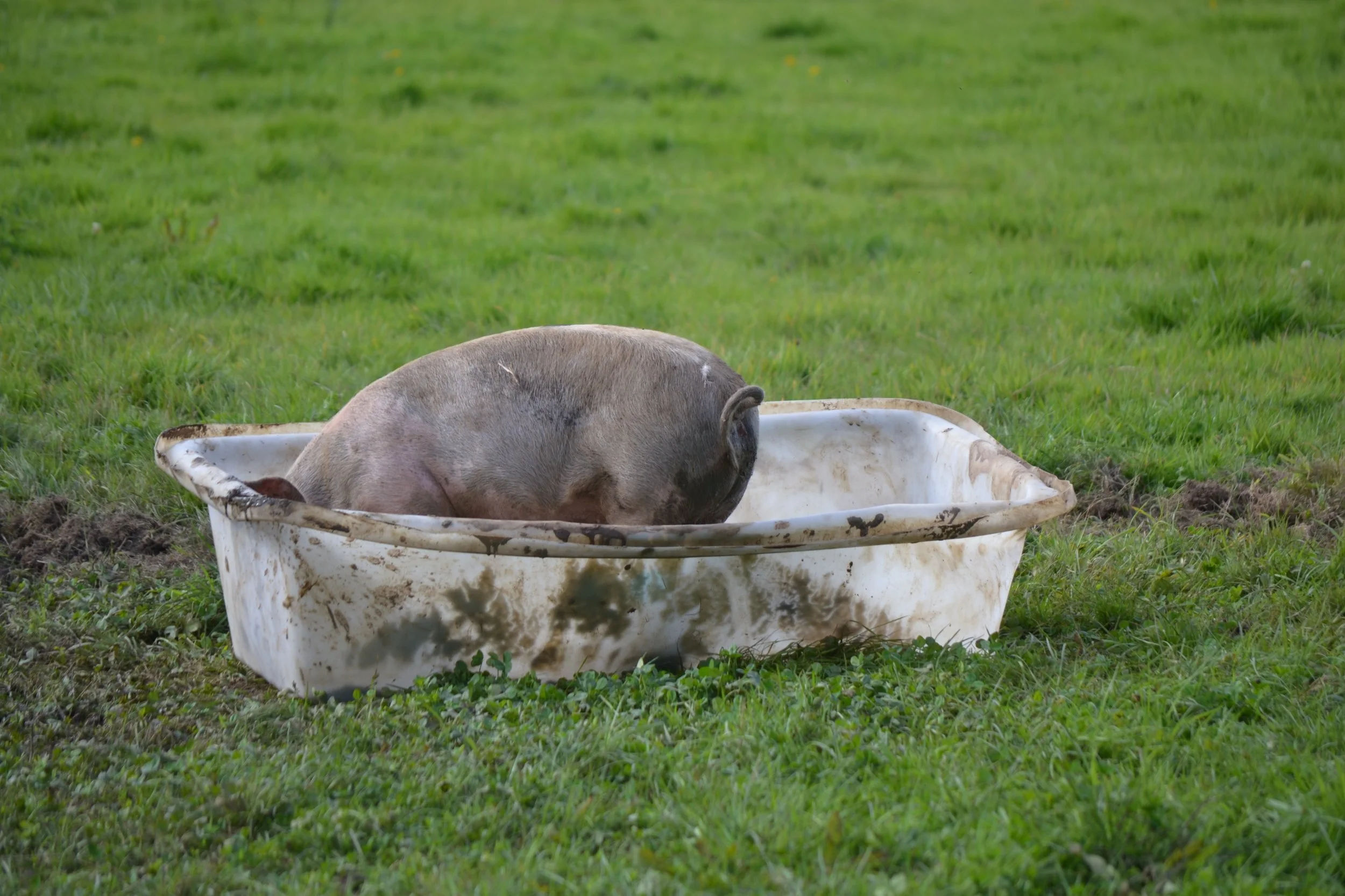 A pig lying in a dirty bathtub on a grassy field.