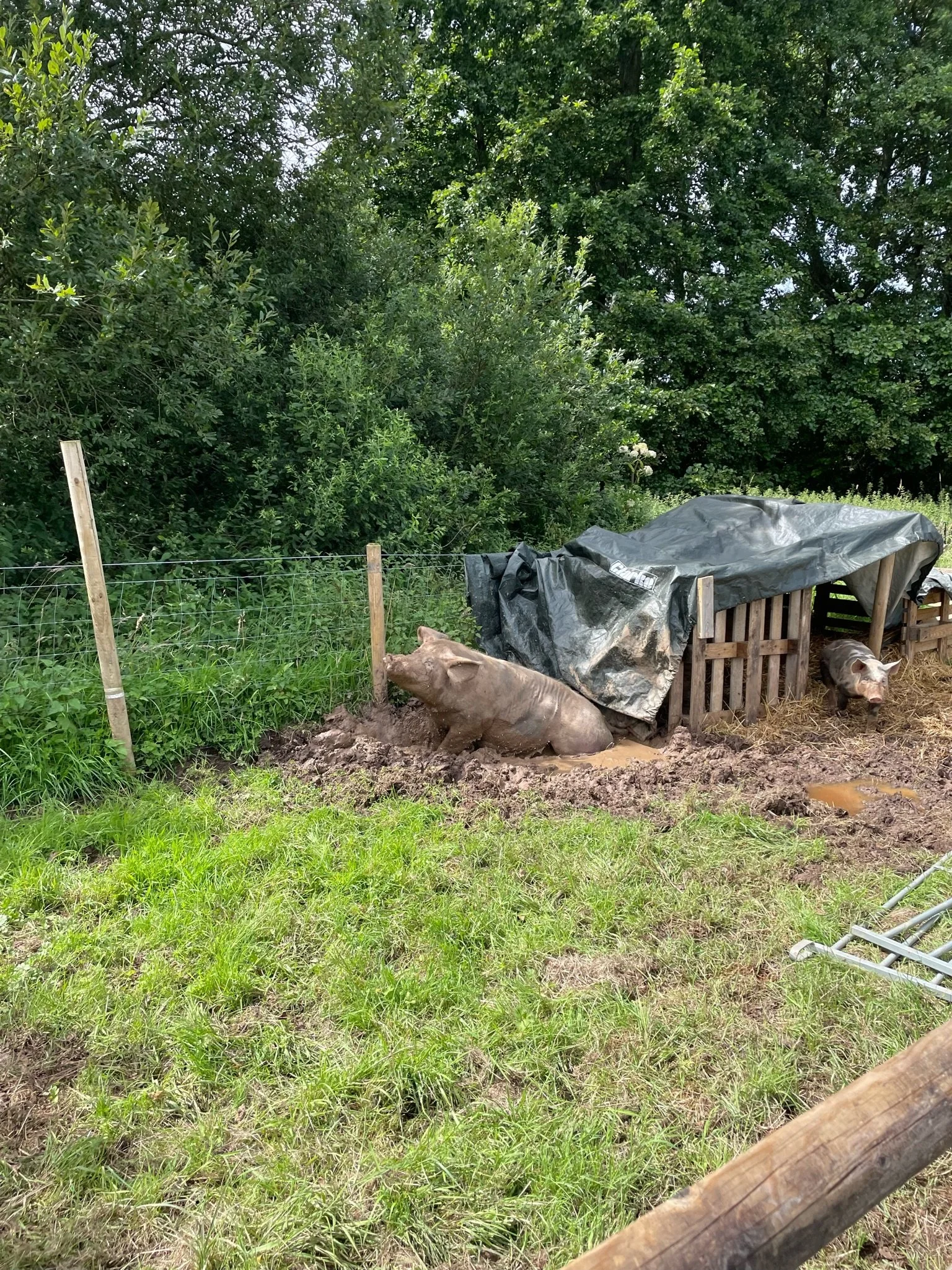 Muddy pigs near a wooden shelter covered with a tarp in a fenced area with trees in the background.