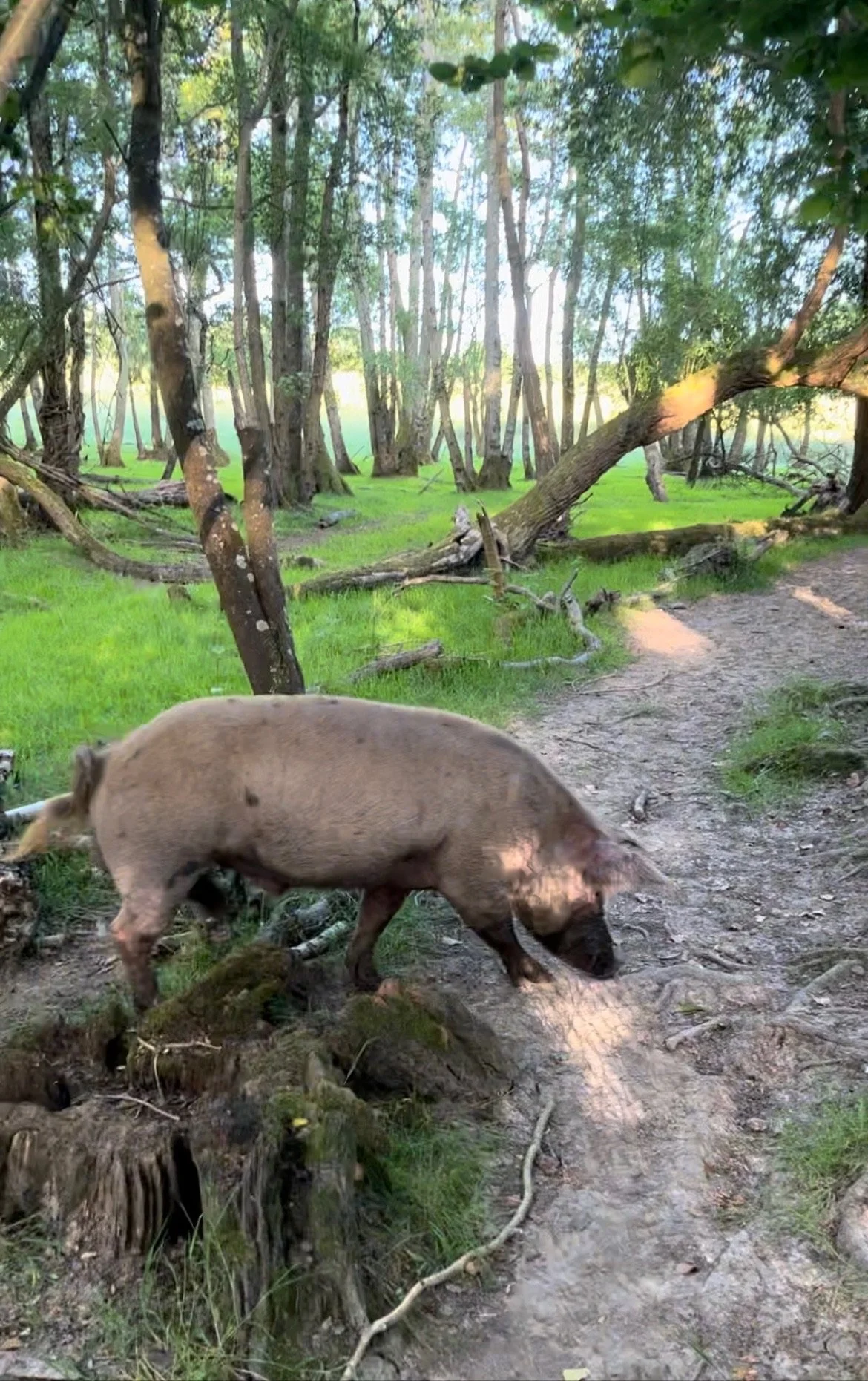 A pig walking through a wooded area with trees and green grass.