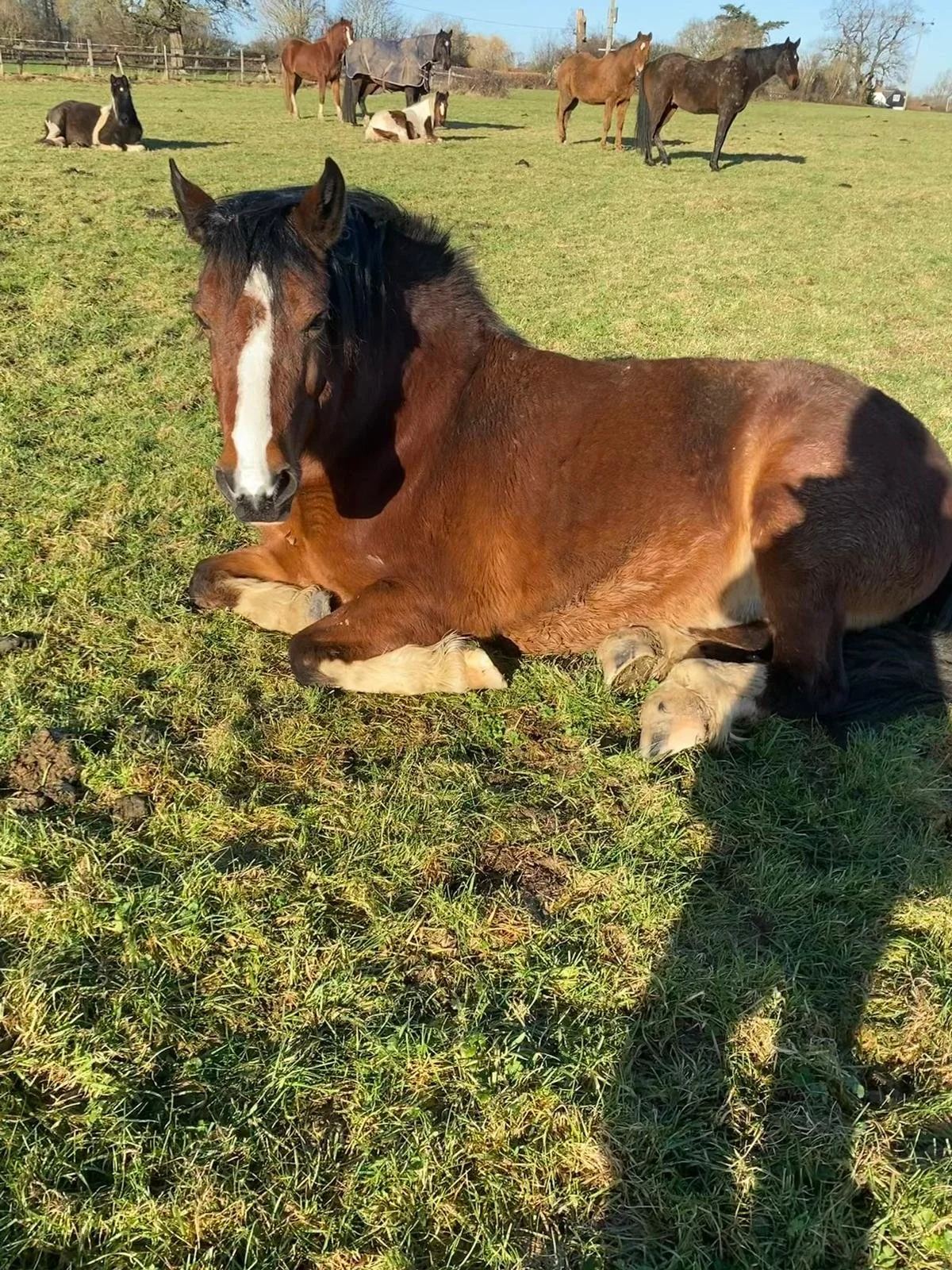 A group of horses in a grassy field with some horses lying down and others standing. The foreground features a brown horse with white markings resting on the ground.
