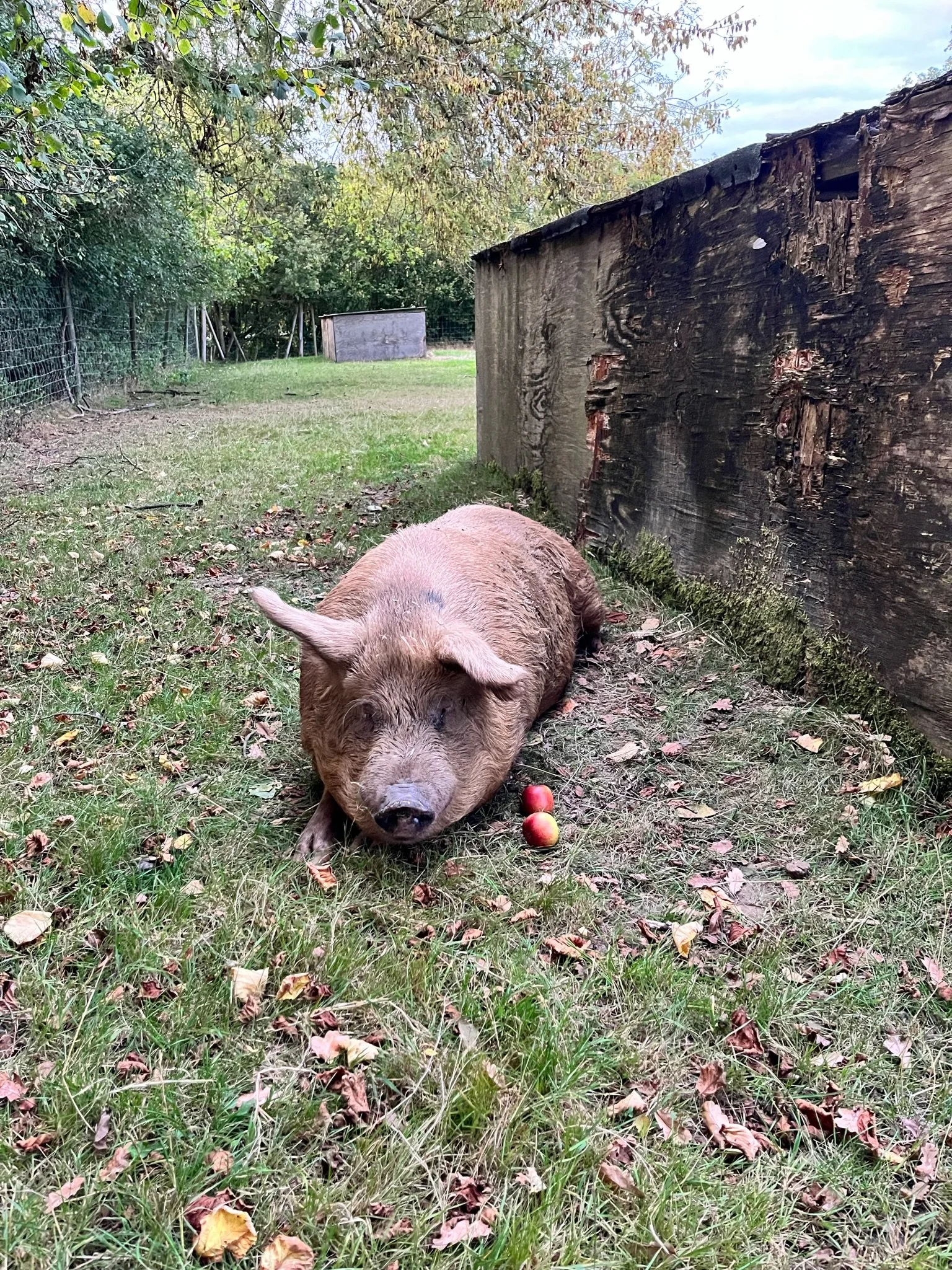 A large pig lying on grass beside wooden structure outdoors, with two apples nearby.