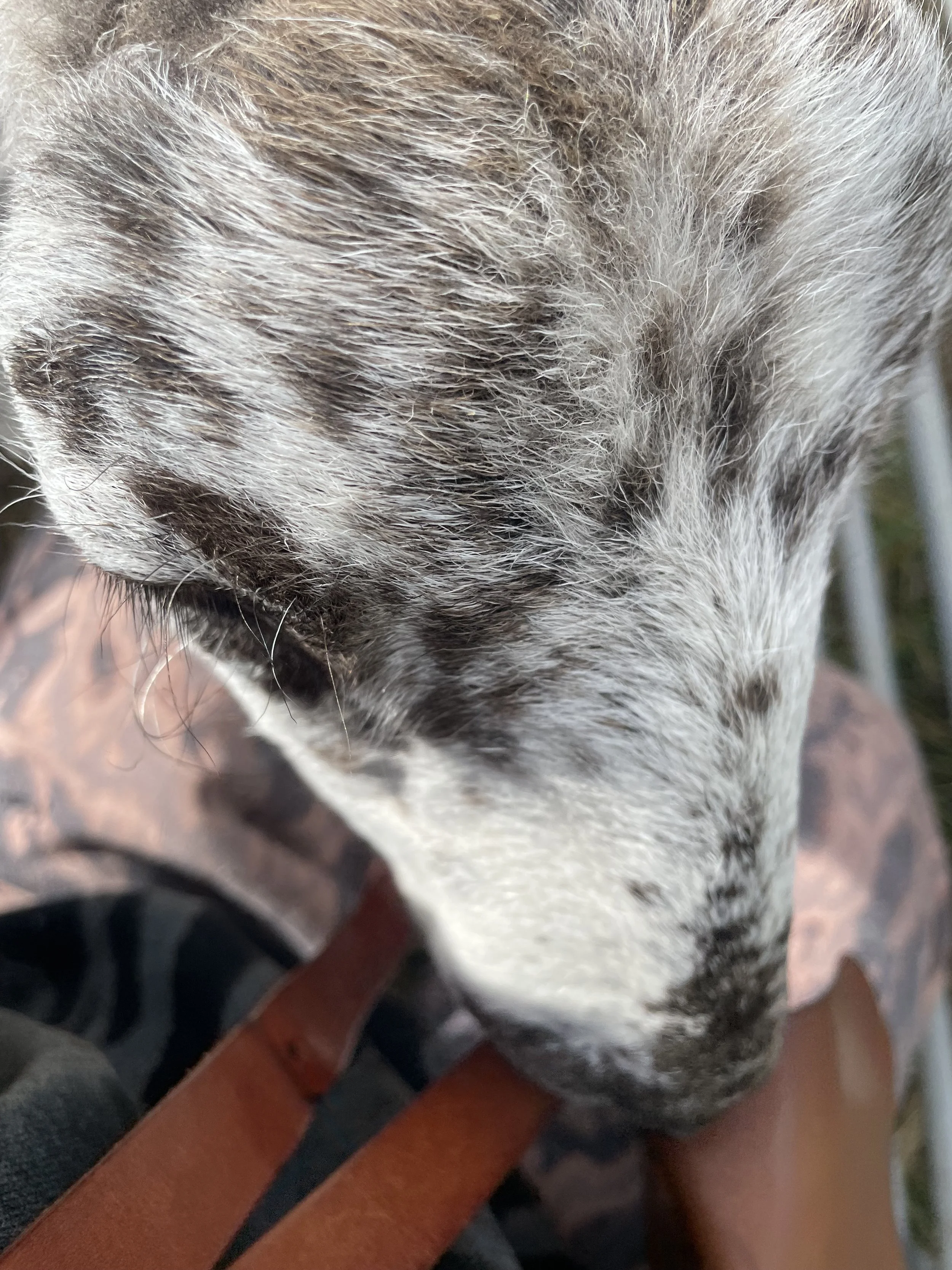 Top view of a dog's head with speckled fur