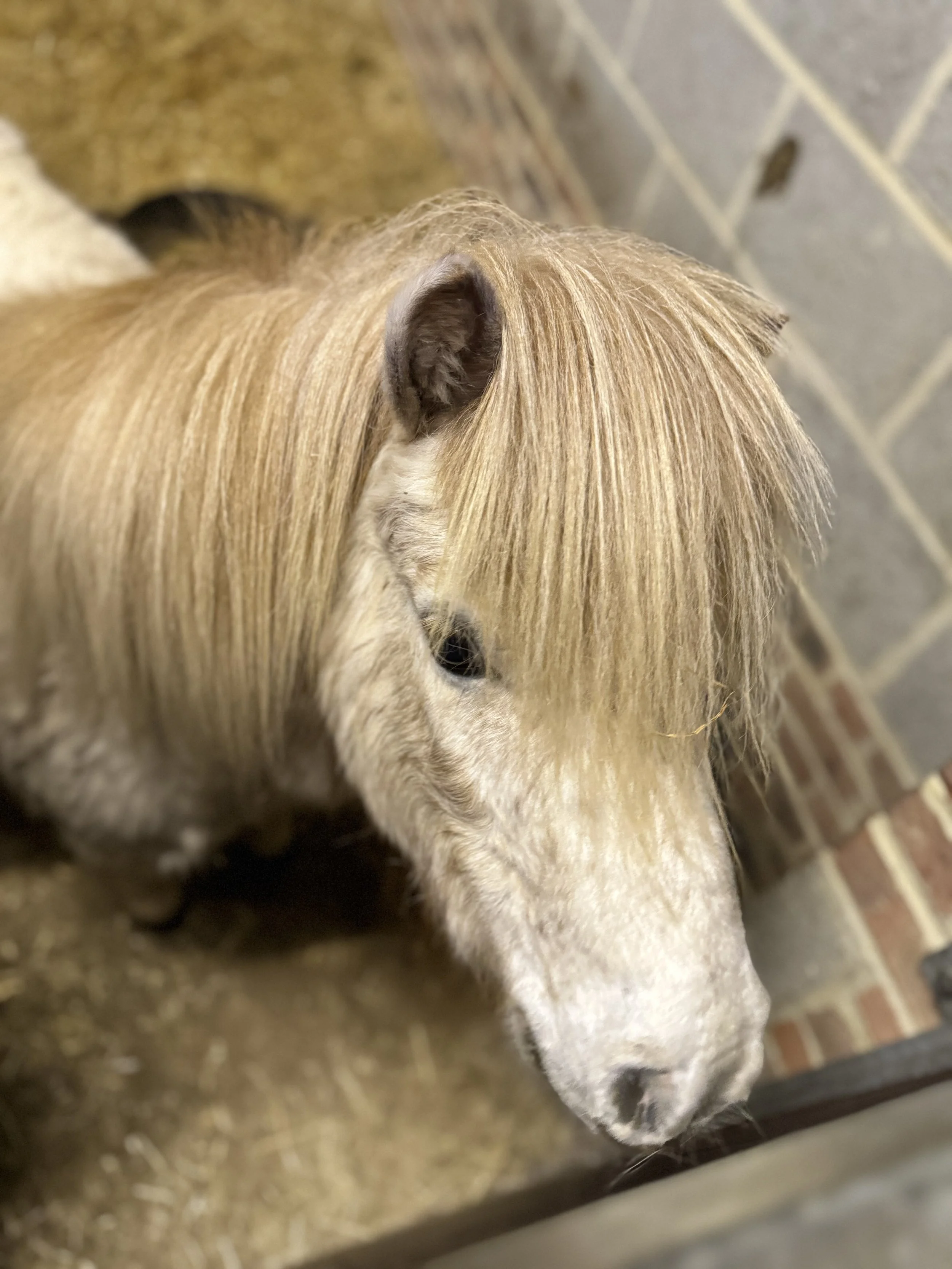 Close-up of a miniature horse with long mane standing in a stable.