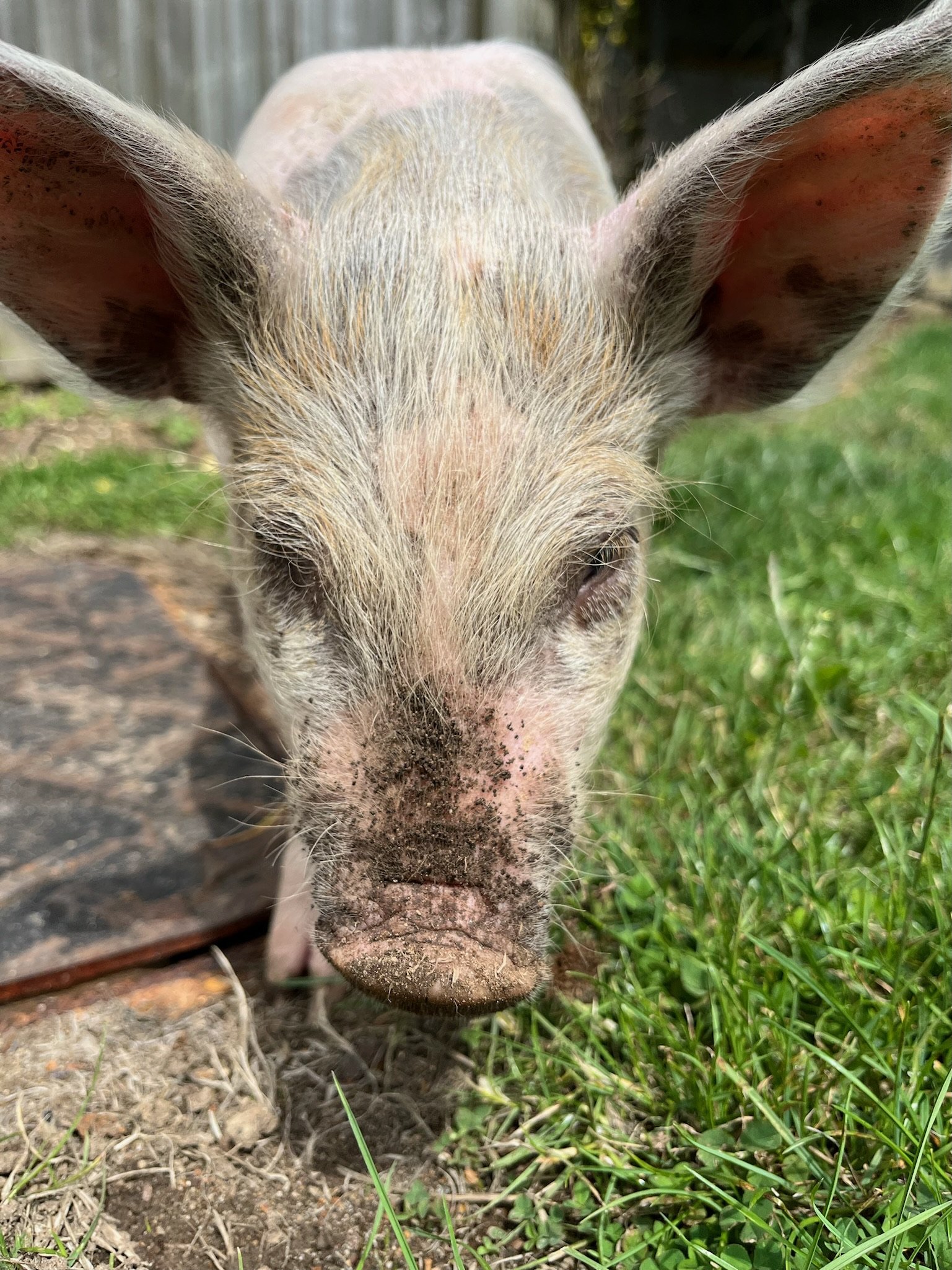 Close-up of a pig standing on grass with dirt on its snout.