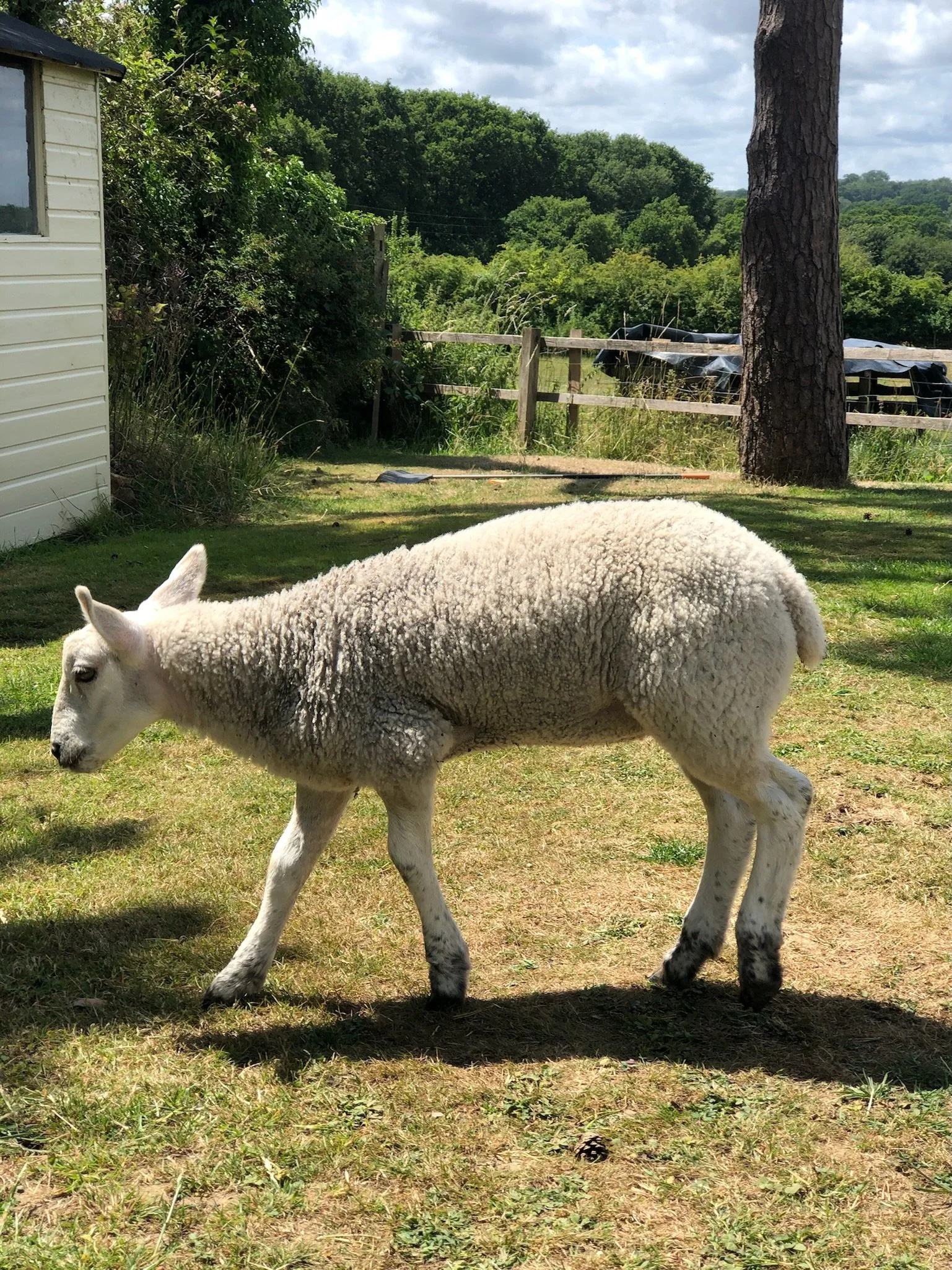 A sheep standing on grass near a tree and a white building, with green foliage in the background.