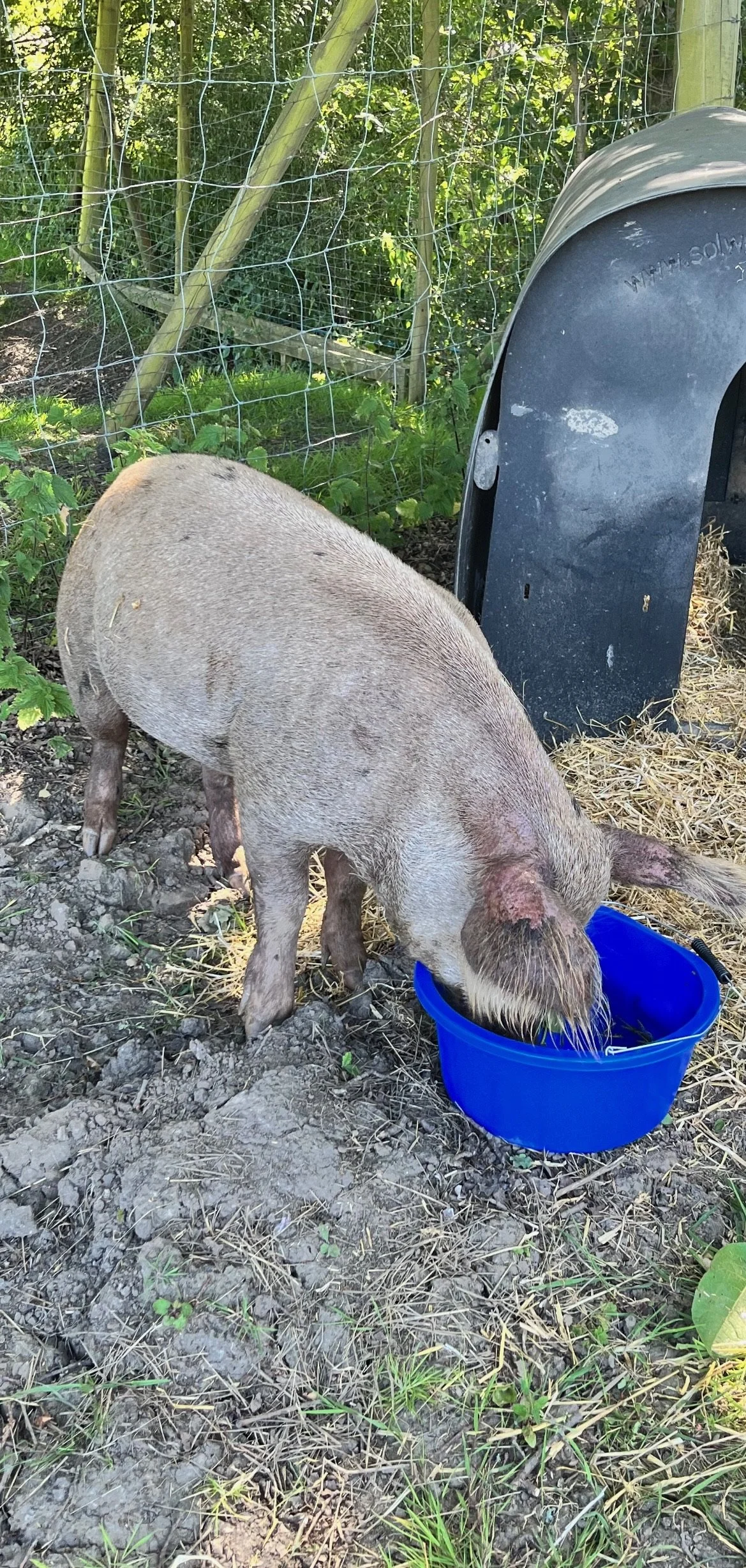 Pig eating from a blue bowl outdoors with a shelter and wire fence.