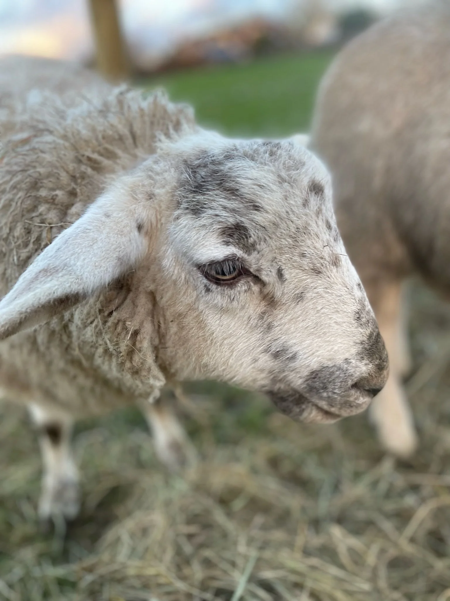 Close-up of a sheep with woolly fur, grazing on hay in a field.