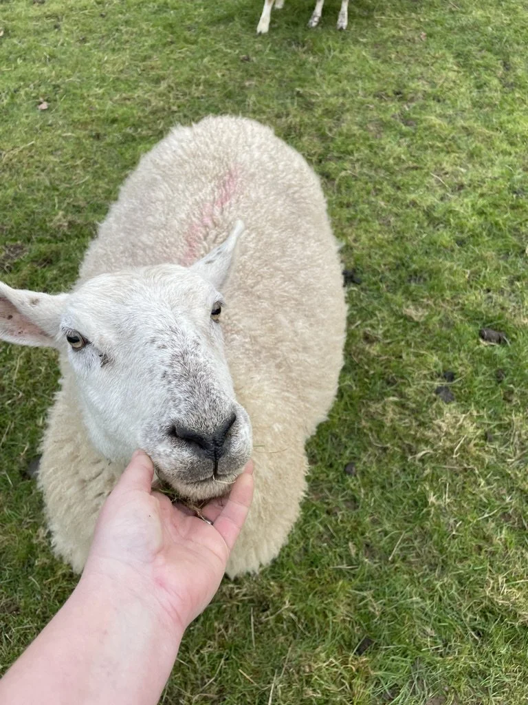 A white sheep lying on green grass, with a person gently holding its chin.