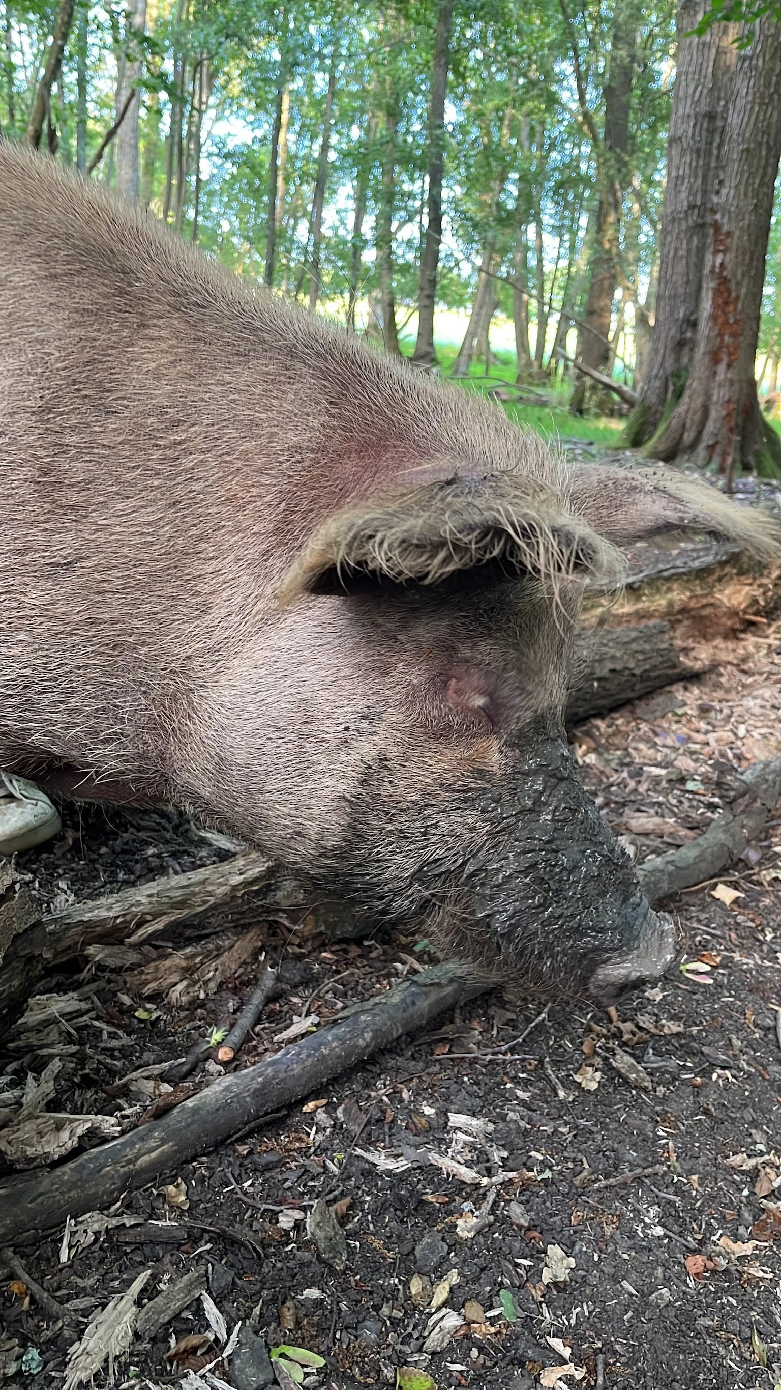 A close-up of a pig lying on the ground in a forested area.