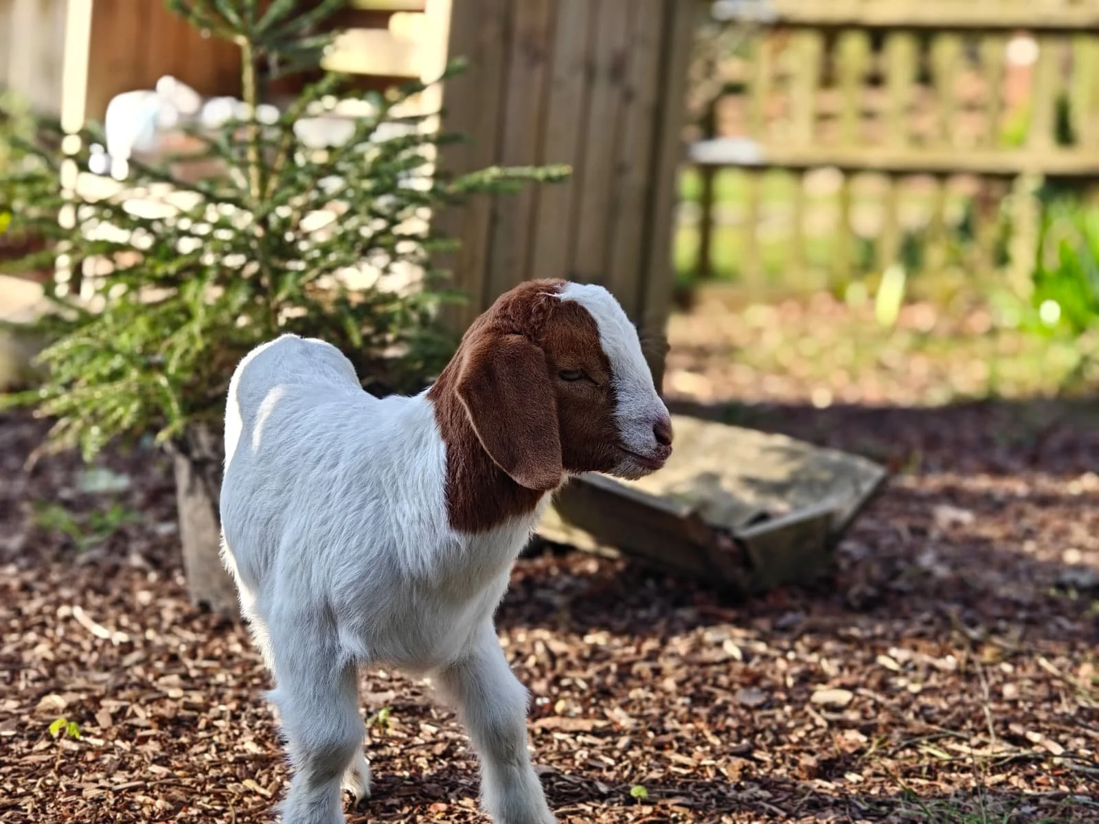 A small brown and white baby goat standing outdoors on brown wood chips, with a small pine tree and wooden fence in the background.