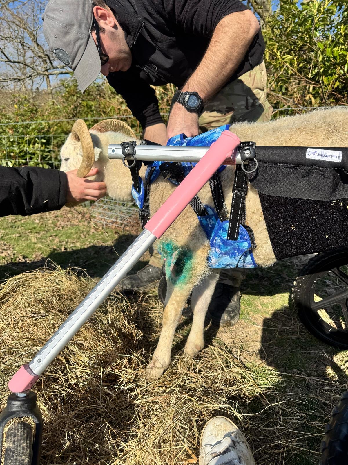 A person assisting a sheep in a wheelchair harness in an outdoor setting.