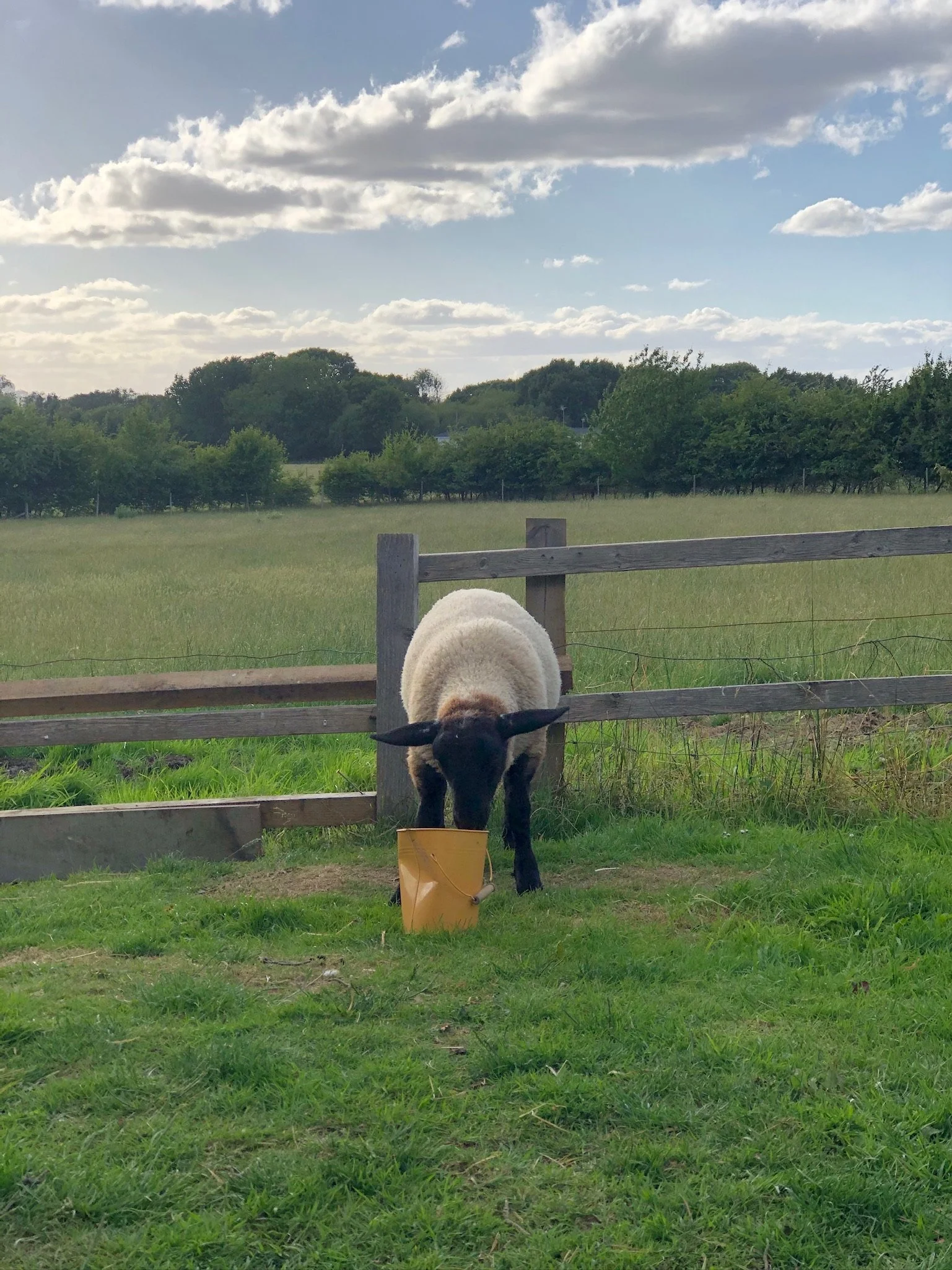 Sheep eating from a yellow bucket in a grassy field with a wooden fence and trees under a partly cloudy sky.