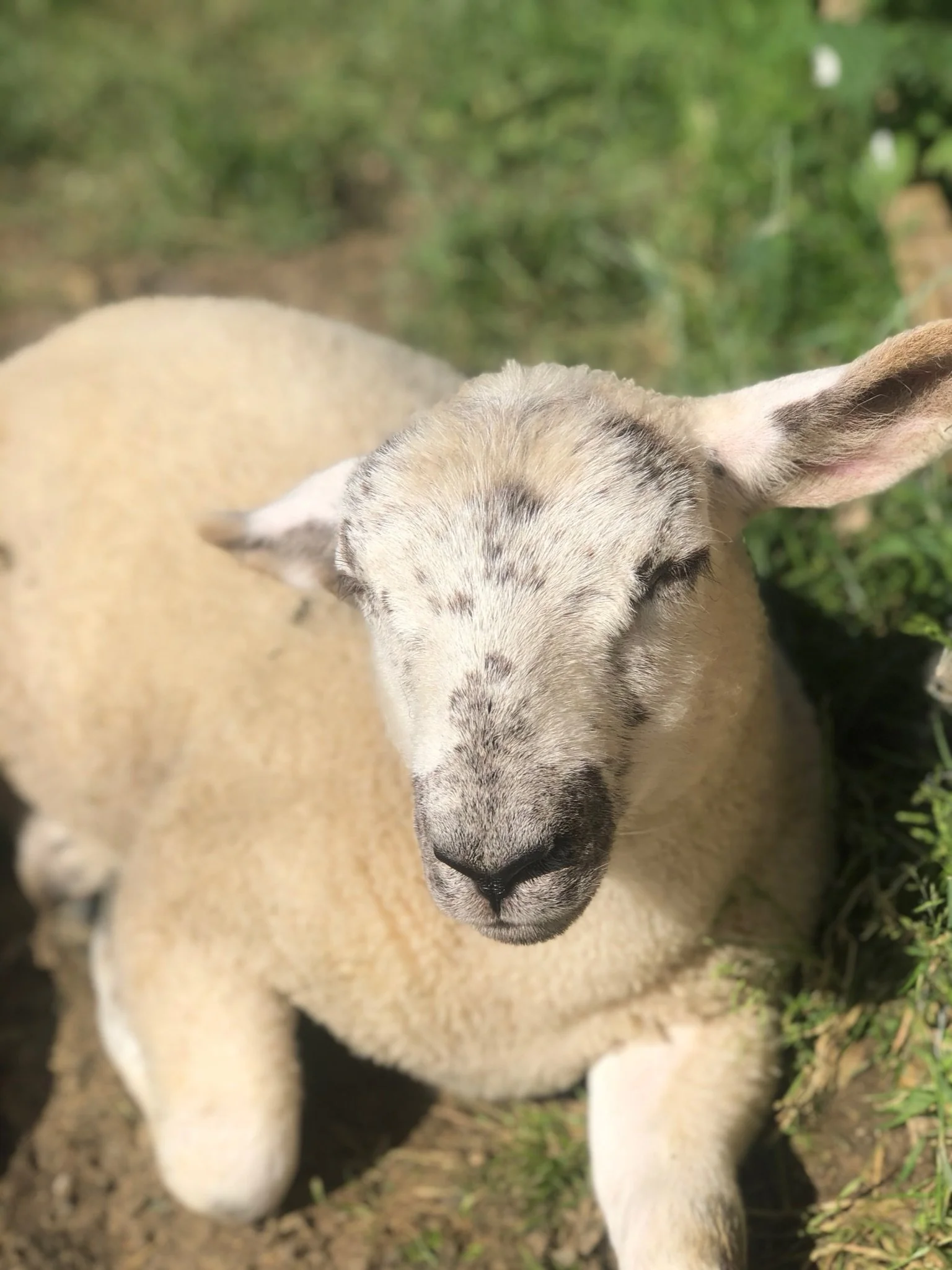 A close-up of a resting sheep lying on grass.