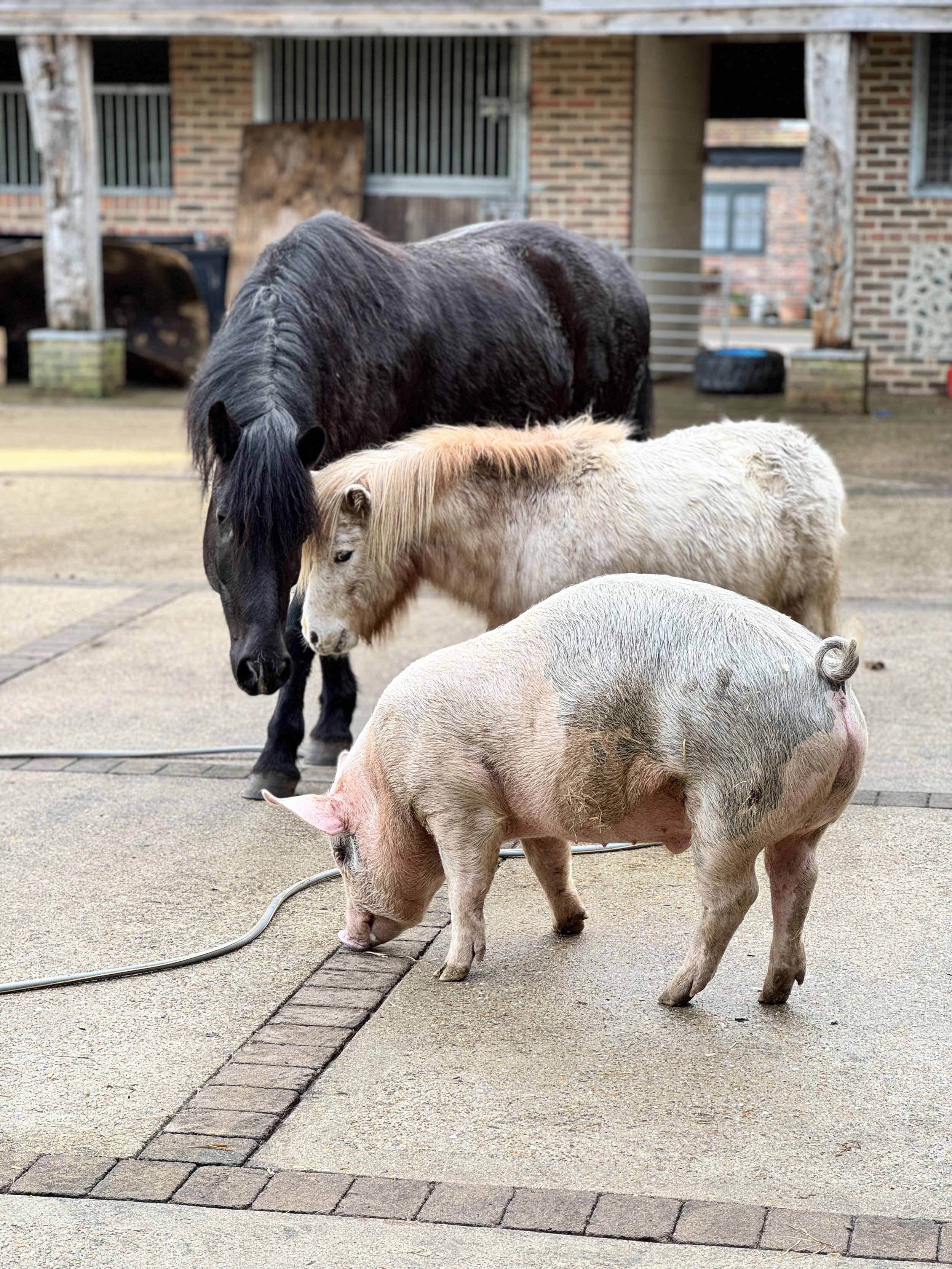A pig, a black pony, and a smaller light-colored pony standing on a concrete patio near a brick building with open stable doors.