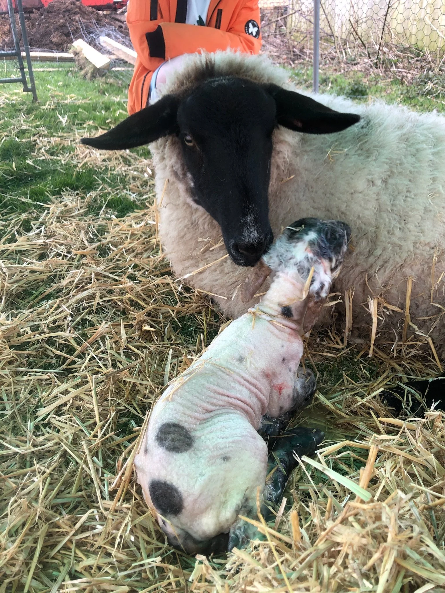 A sheep with a newborn lamb on straw with a person nearby, outdoors.