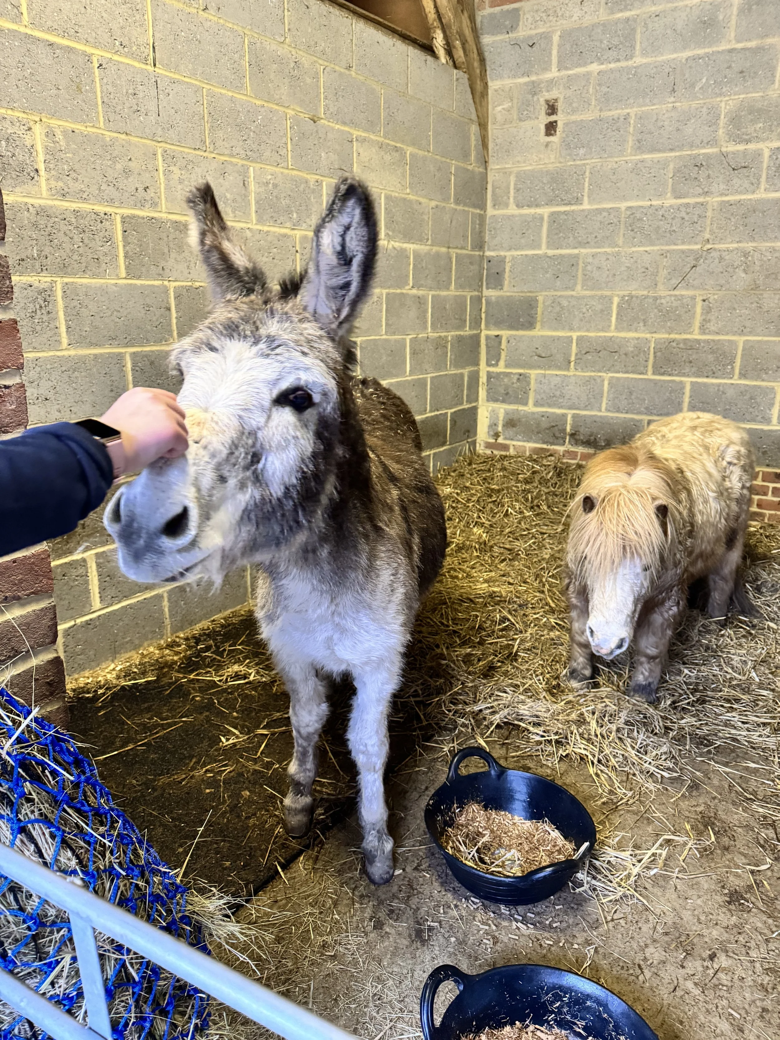 A donkey and a small pony standing in a straw-covered pen in a stable. A person is petting the donkey's nose. Feeding bowls with straw or hay are on the ground.