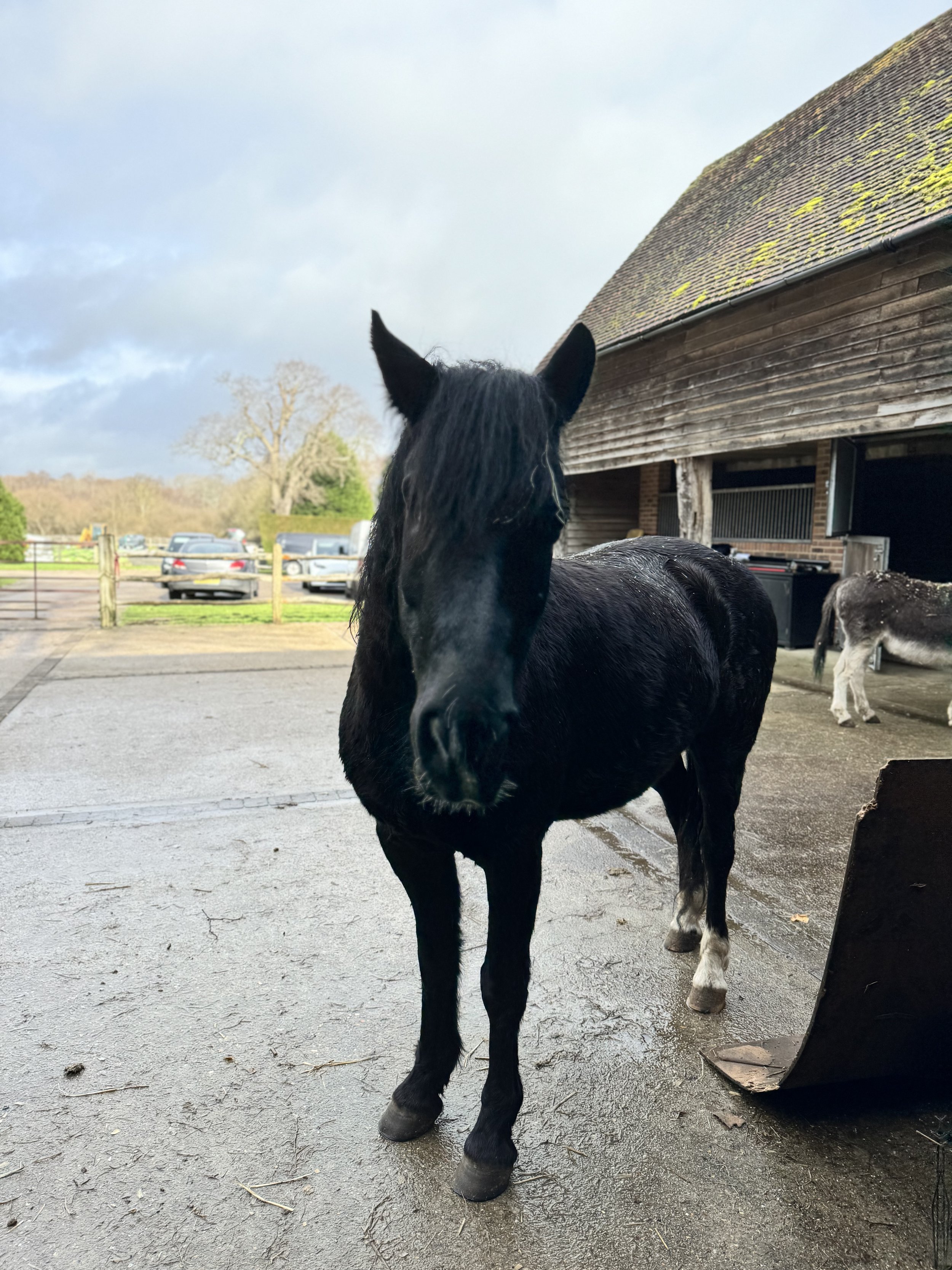 Black horse standing in front of a barn with a gray cloudy sky in the background.