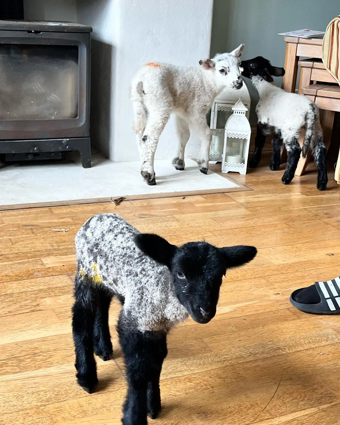 Three lambs standing on a wooden floor inside a room, near a stove and a lantern.