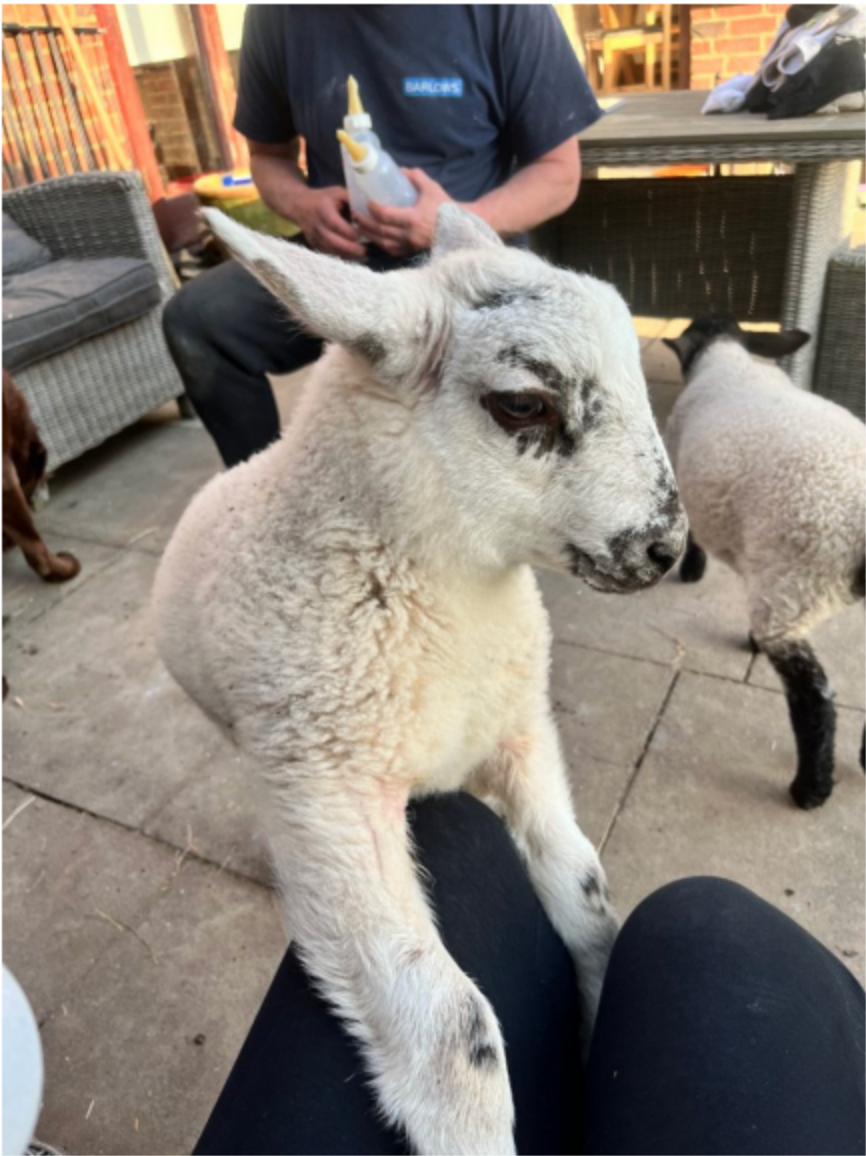 A lamb sitting on a person's lap with another lamb nearby and a person holding a feeding bottle.