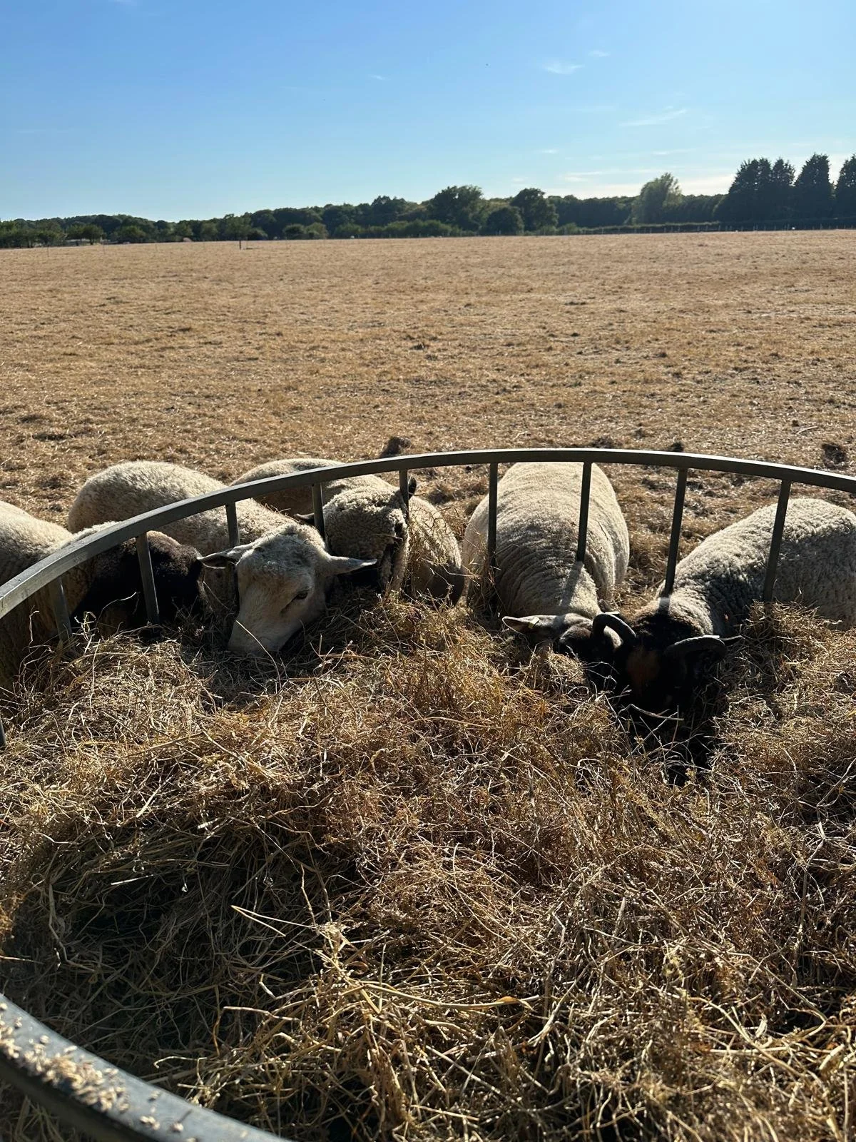A group of sheep eat hay out of a hay crate in a field. The ground is brown and dry, and the sky is blue.