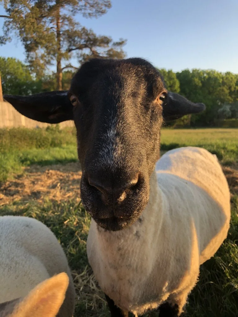 Close-up of a sheep with a black face and ears in a grassy field with a tree in the background.