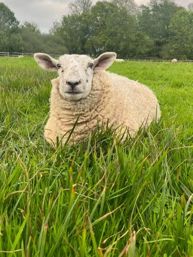 A sheep lying in green grass in a pasture with trees and a cloudy sky in the background.