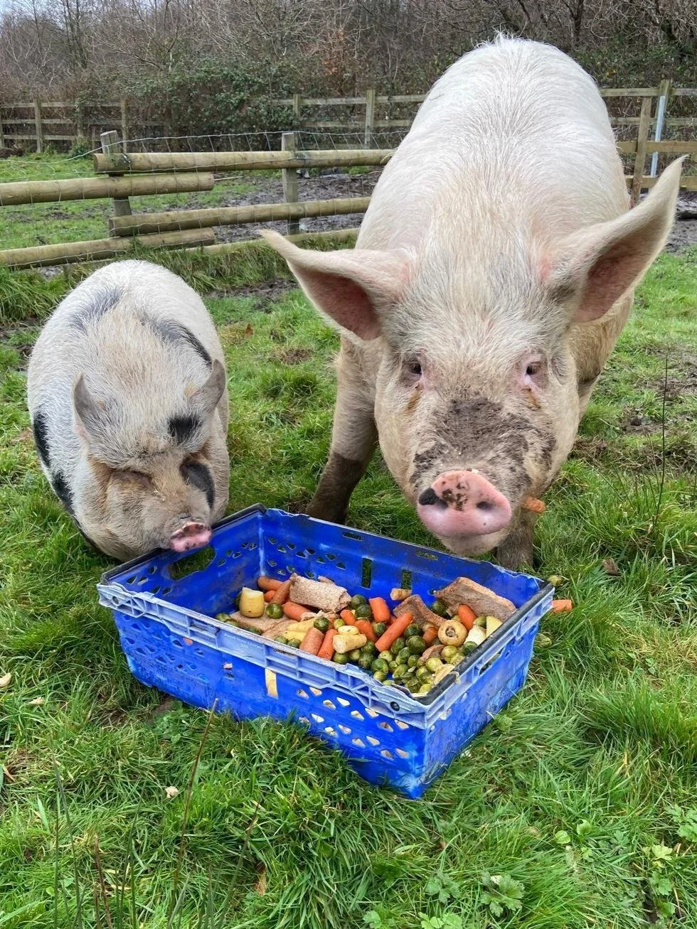 A piglet and a larger pig standing next to a blue crate filled with vegetables and bread on a grassy field inside a fenced area.