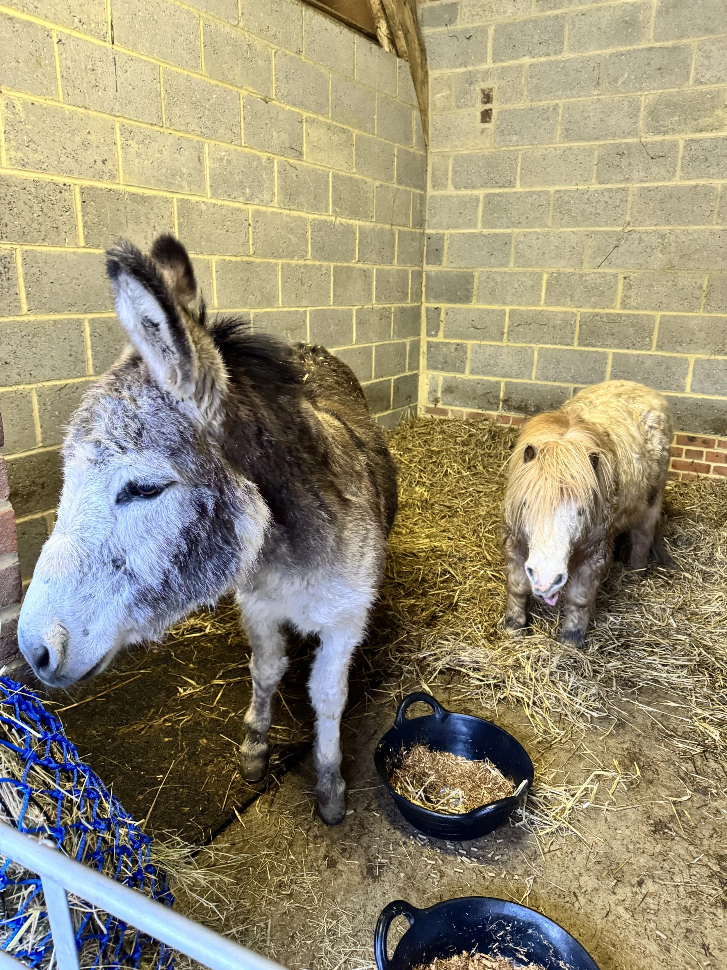 A donkey and a pony standing in a barn with hay on the floor. Two black feeding tubs containing food are in front of them.