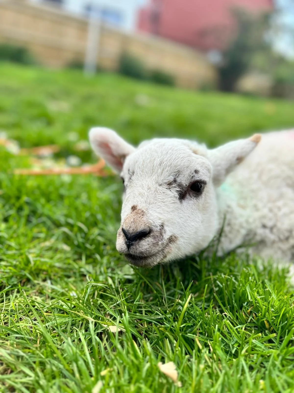 Close-up of a young lamb lying on green grass, with a blurred outdoor background.
