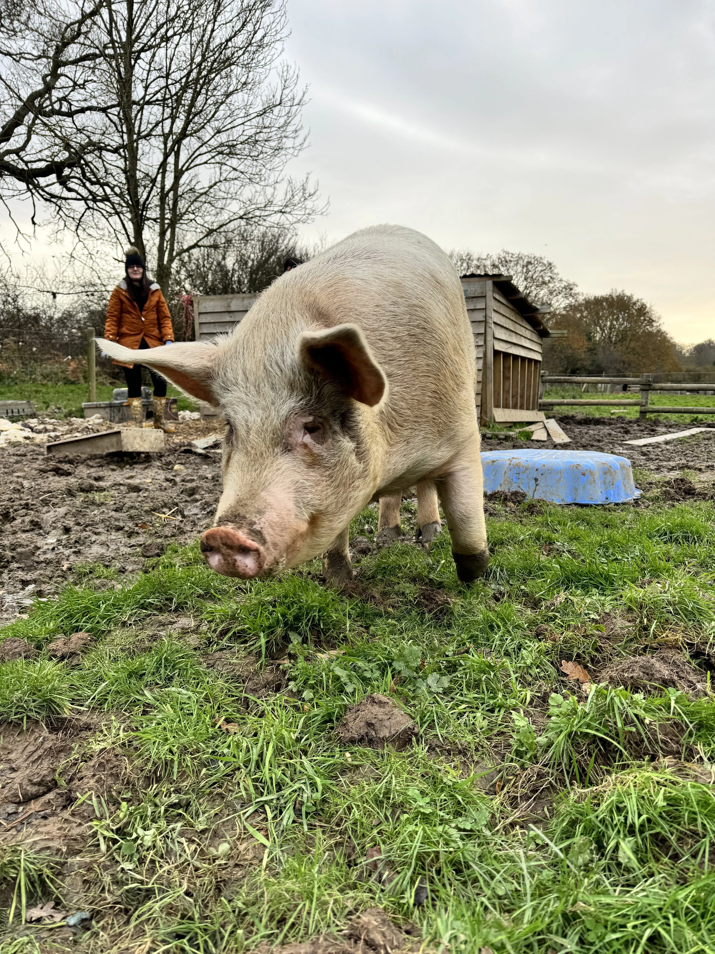 A pig standing on grass in a muddy farmyard with two people and a small wooden shelter in the background.