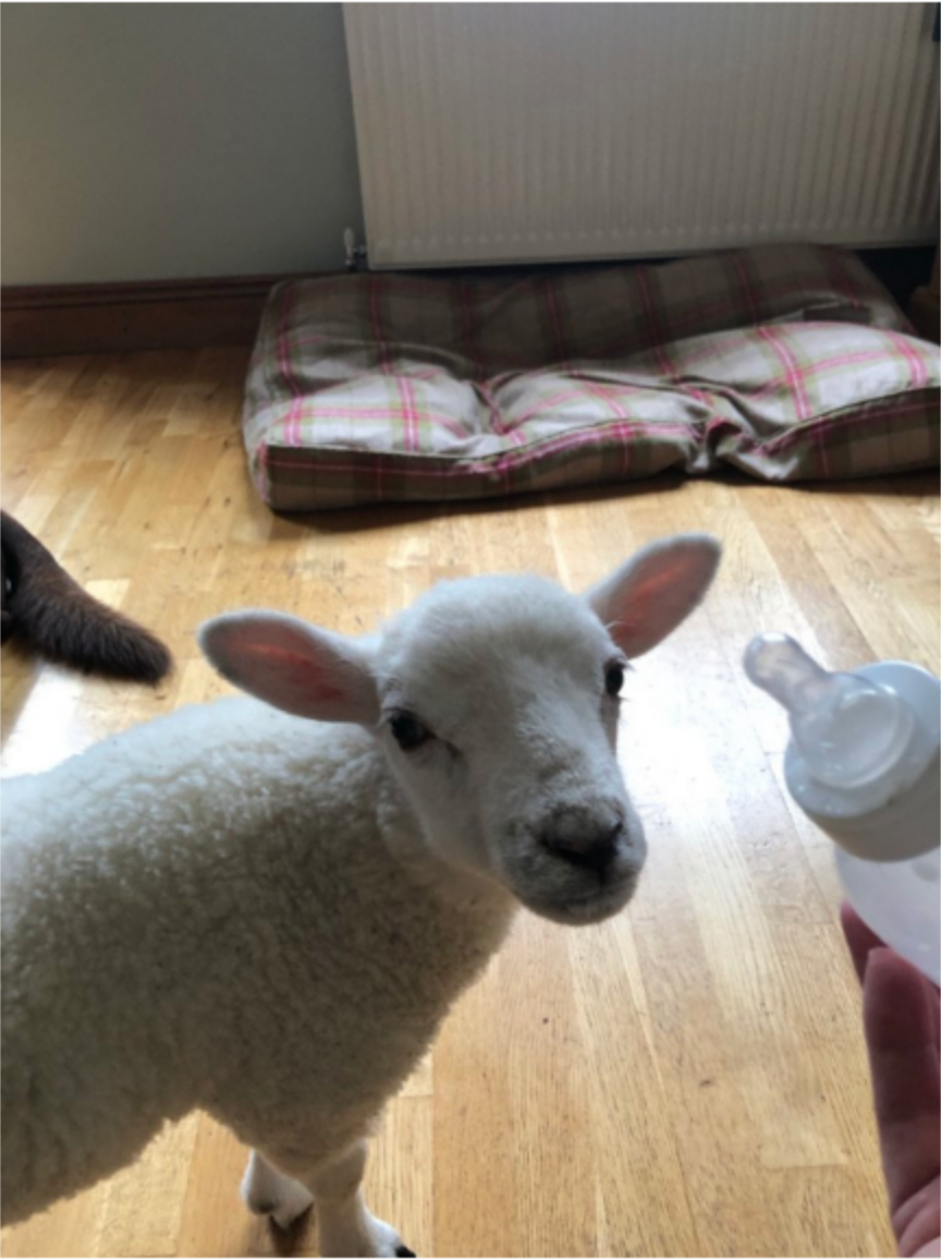Lamb standing on wooden floor near a plaid dog bed, looking at a baby bottle with a nipple.