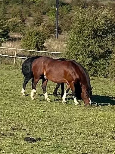 Two horses grazing in a grassy field with trees in the background.
